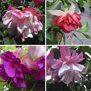 Australia’s Most Popular Winter-Flowering Plants