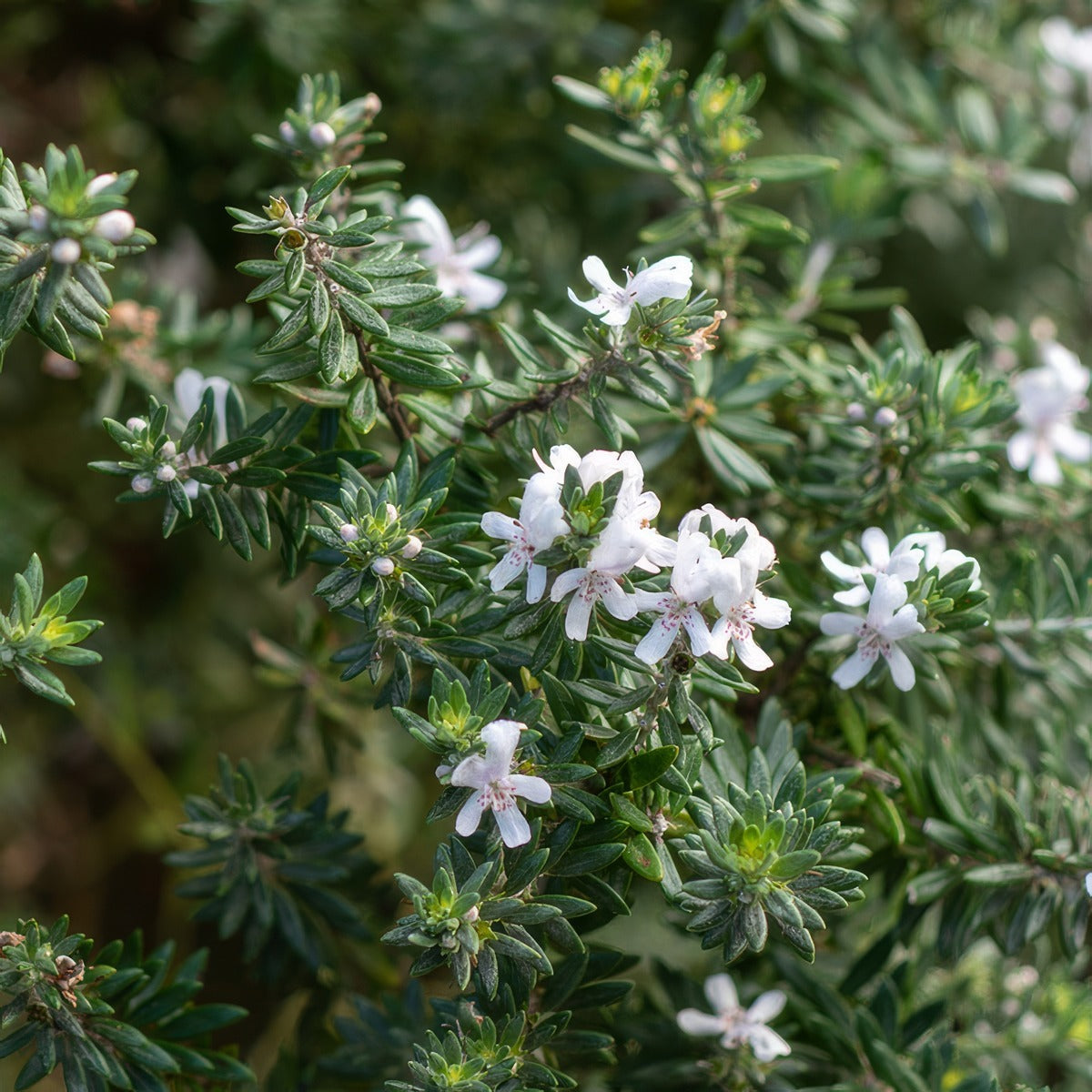 Westringia Zena flowers