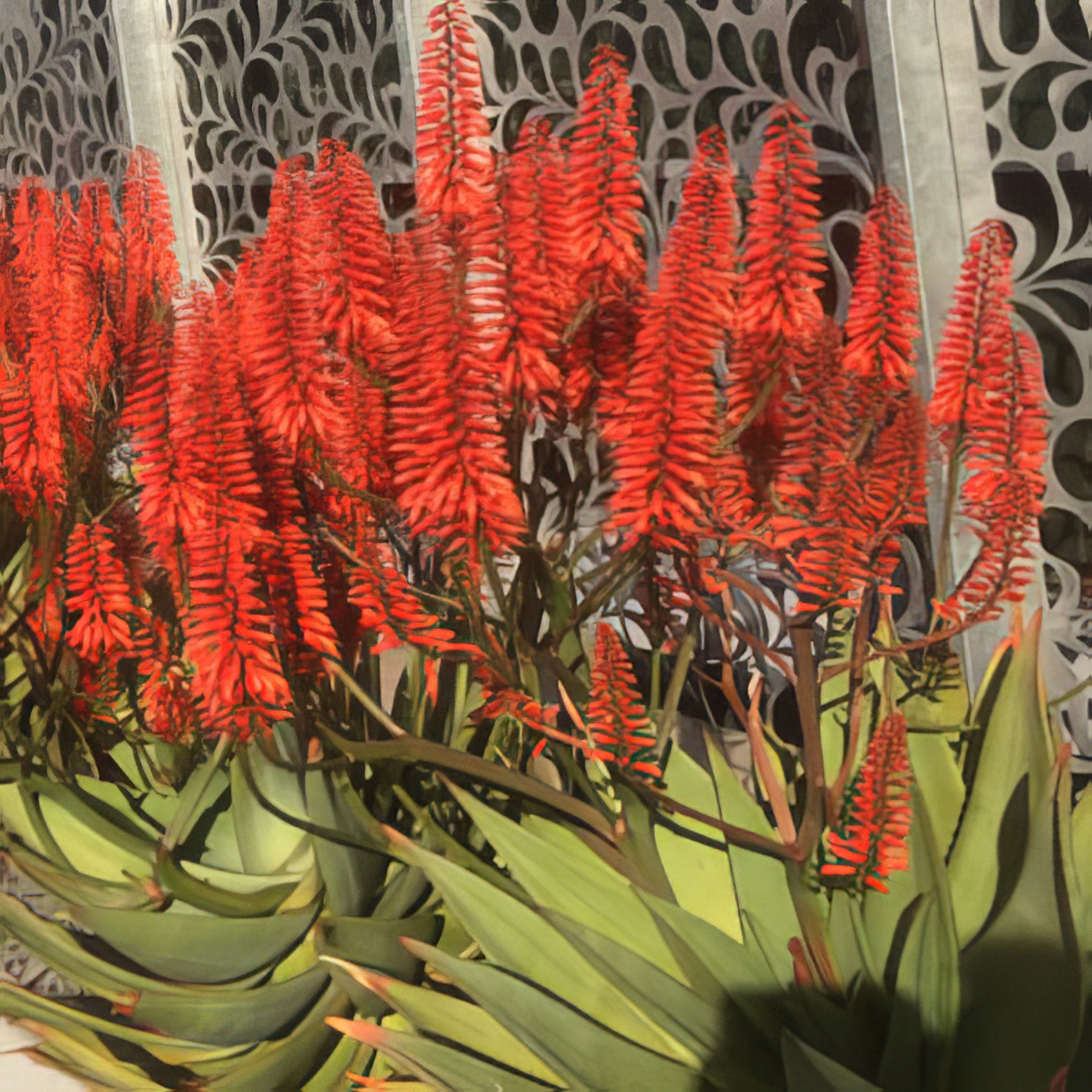 Aloes - Collection Image - Garden Express