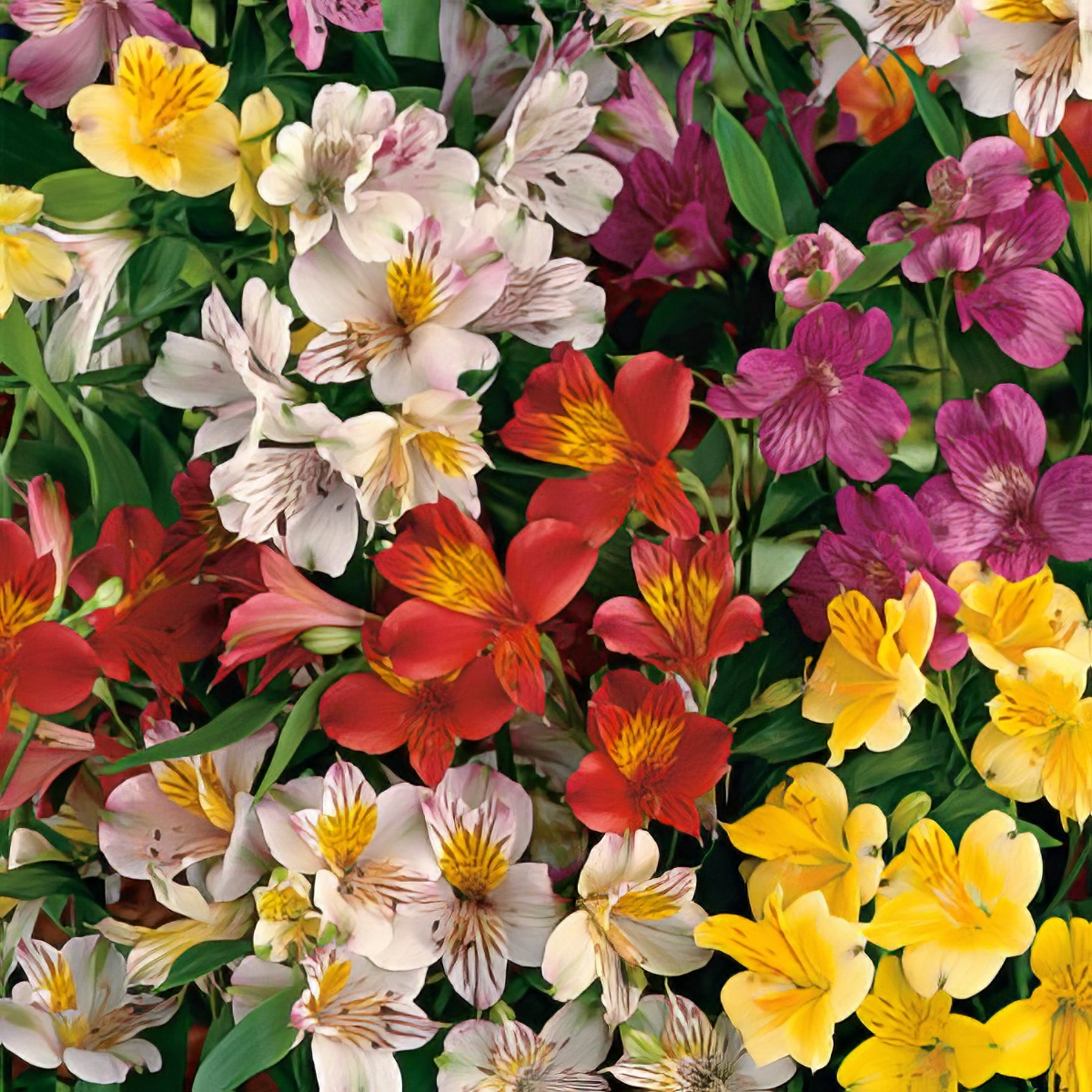 Alstroemeria - Collection Image - Garden Express