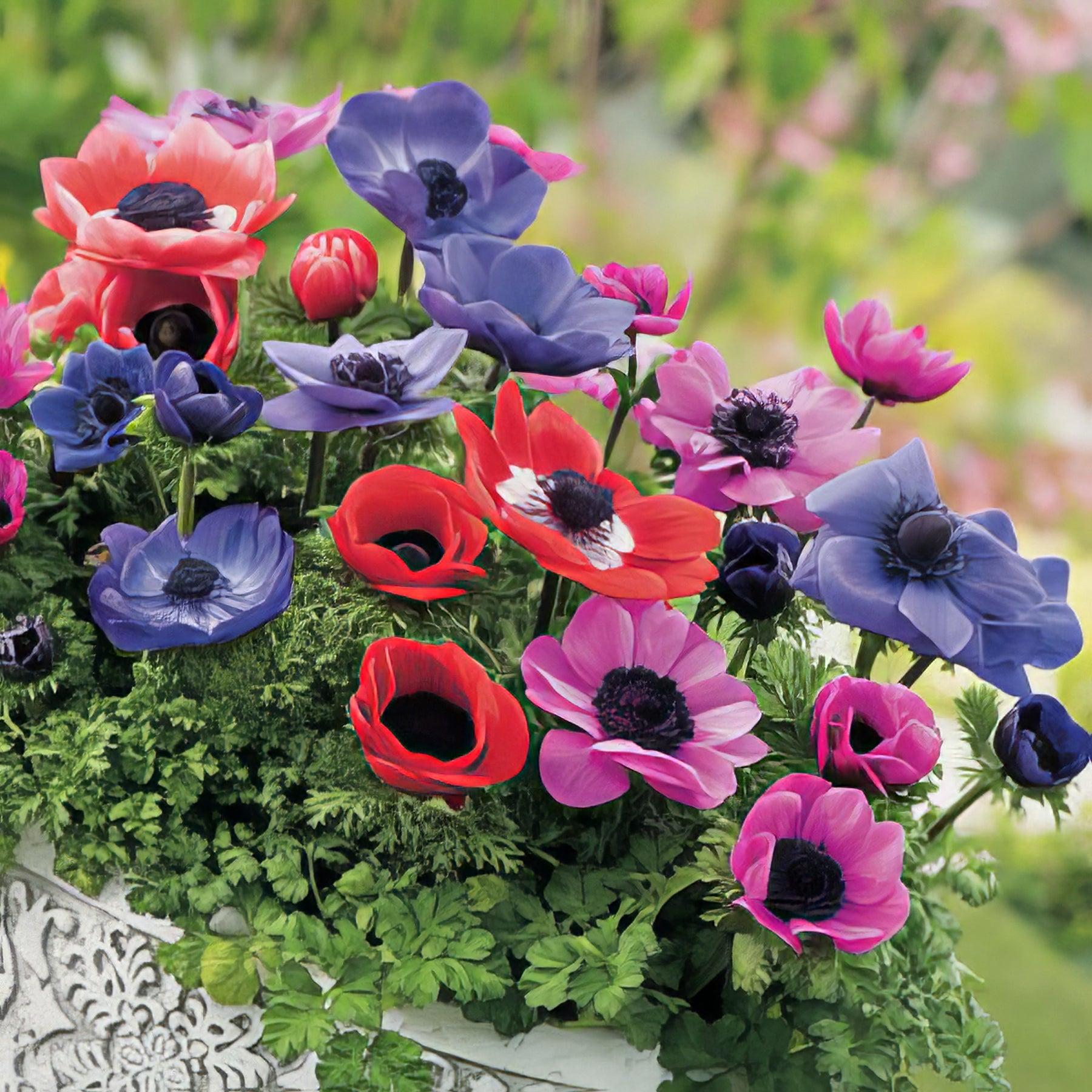 Anemones - Collection Image - Garden Express