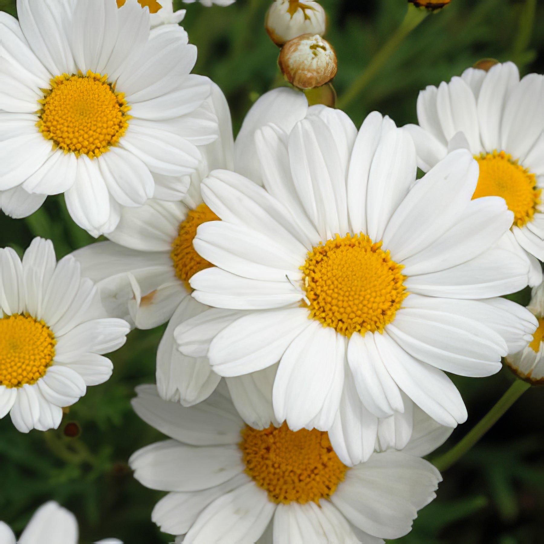 Argyranthemum - Collection Image - Garden Express