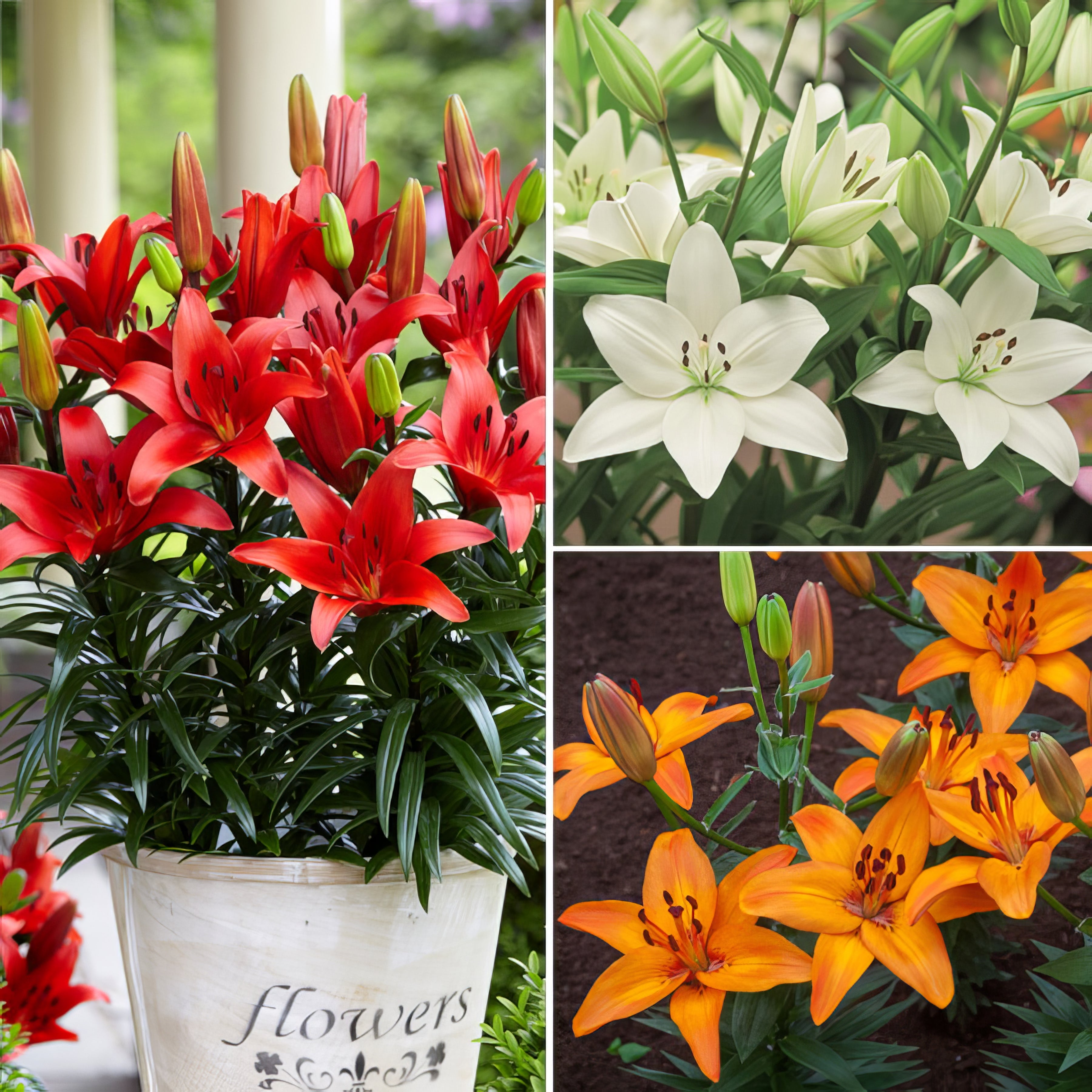 Asiatic Liliums - Collection Image - Garden Express