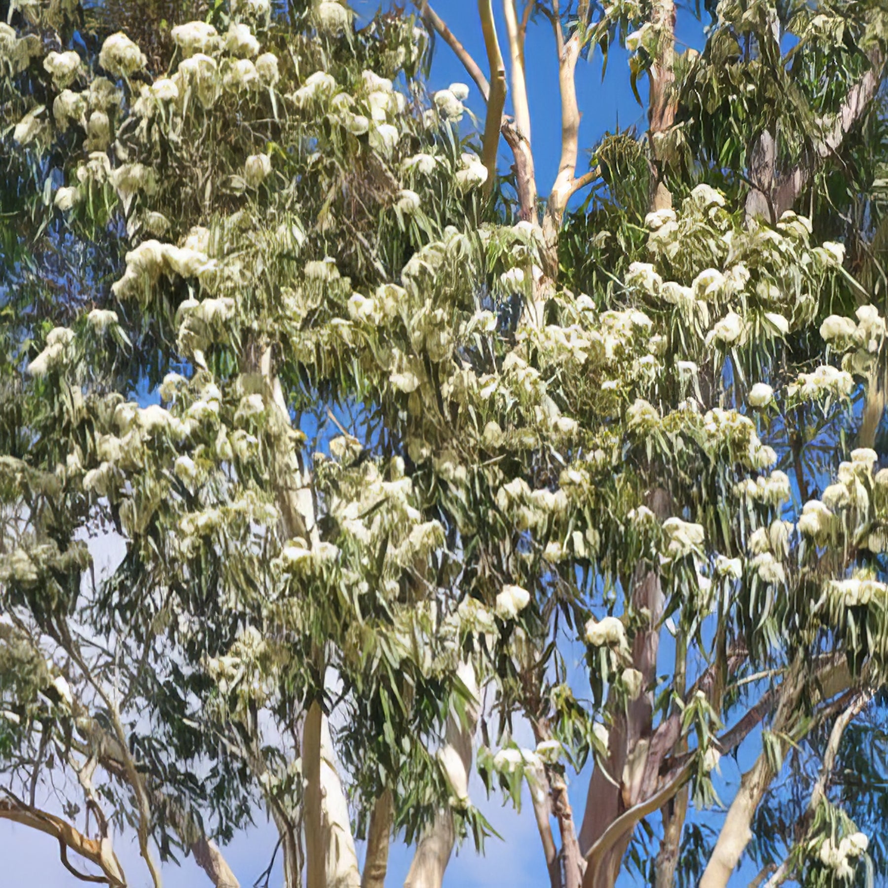 Australian Native Plants - Collection Image - Garden Express