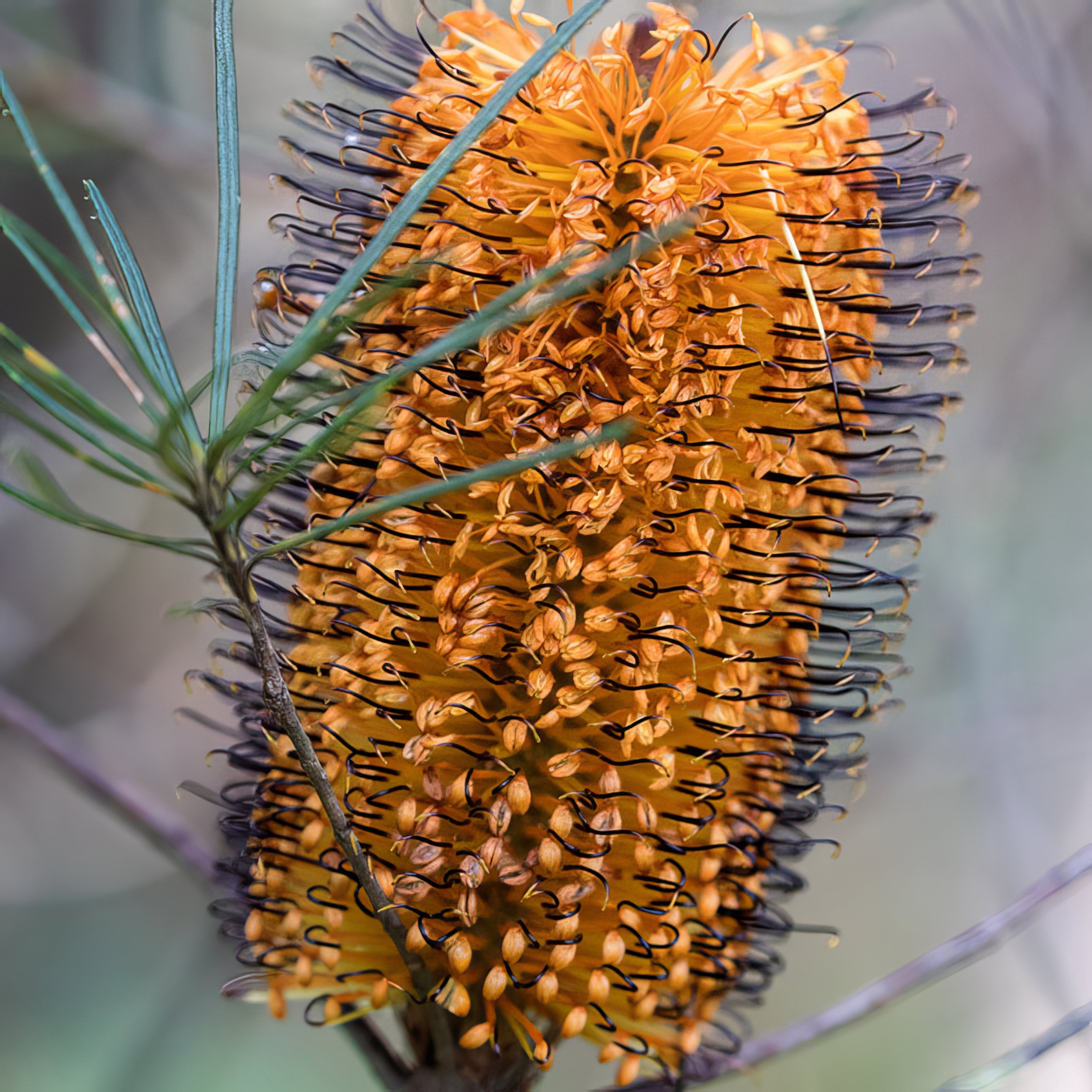 Banksias - Collection Image - Garden Express