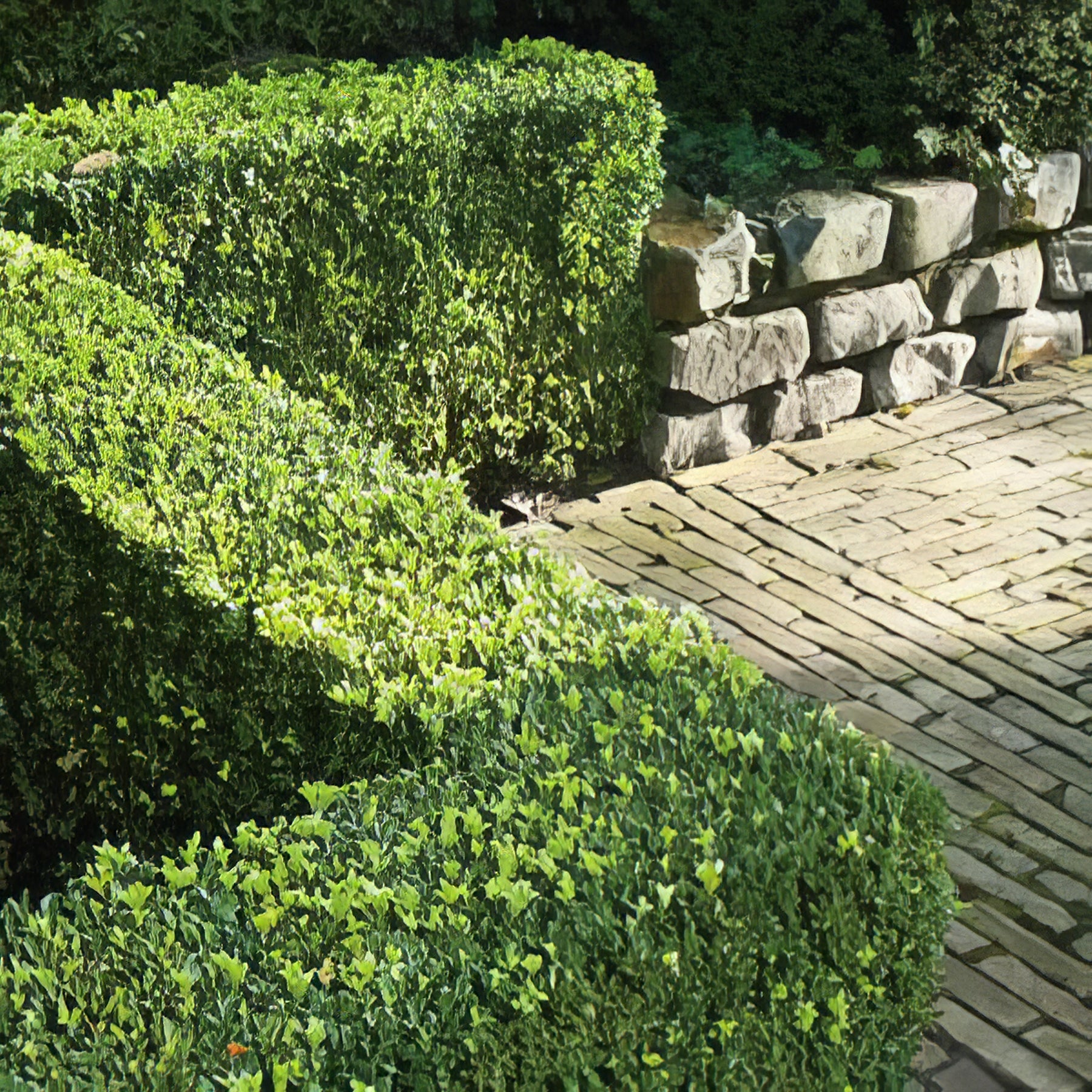 Box Hedges - Collection Image - Garden Express