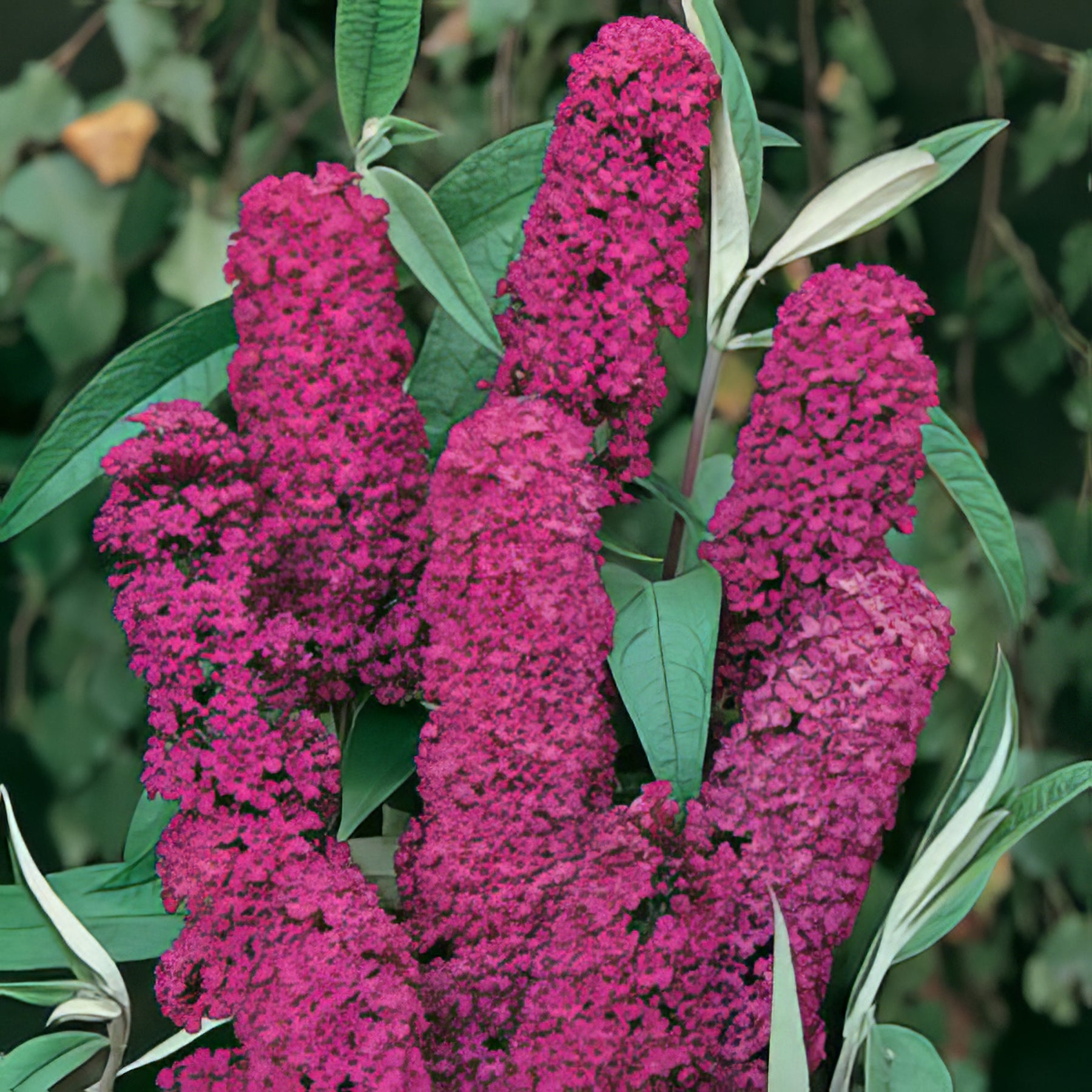 Buddleja - Collection Image - Garden Express
