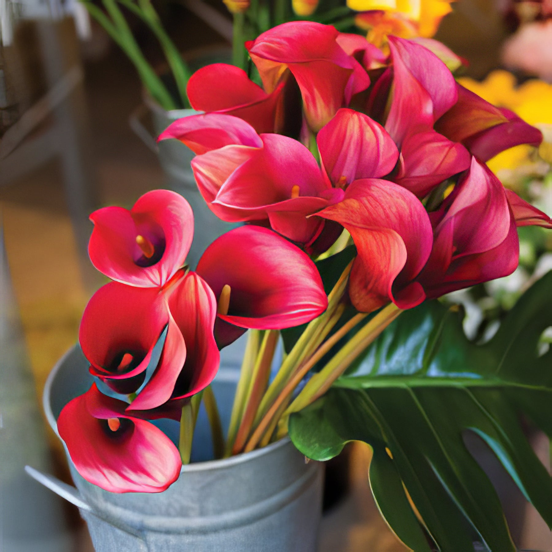Calla Lilies - Collection Image - Garden Express