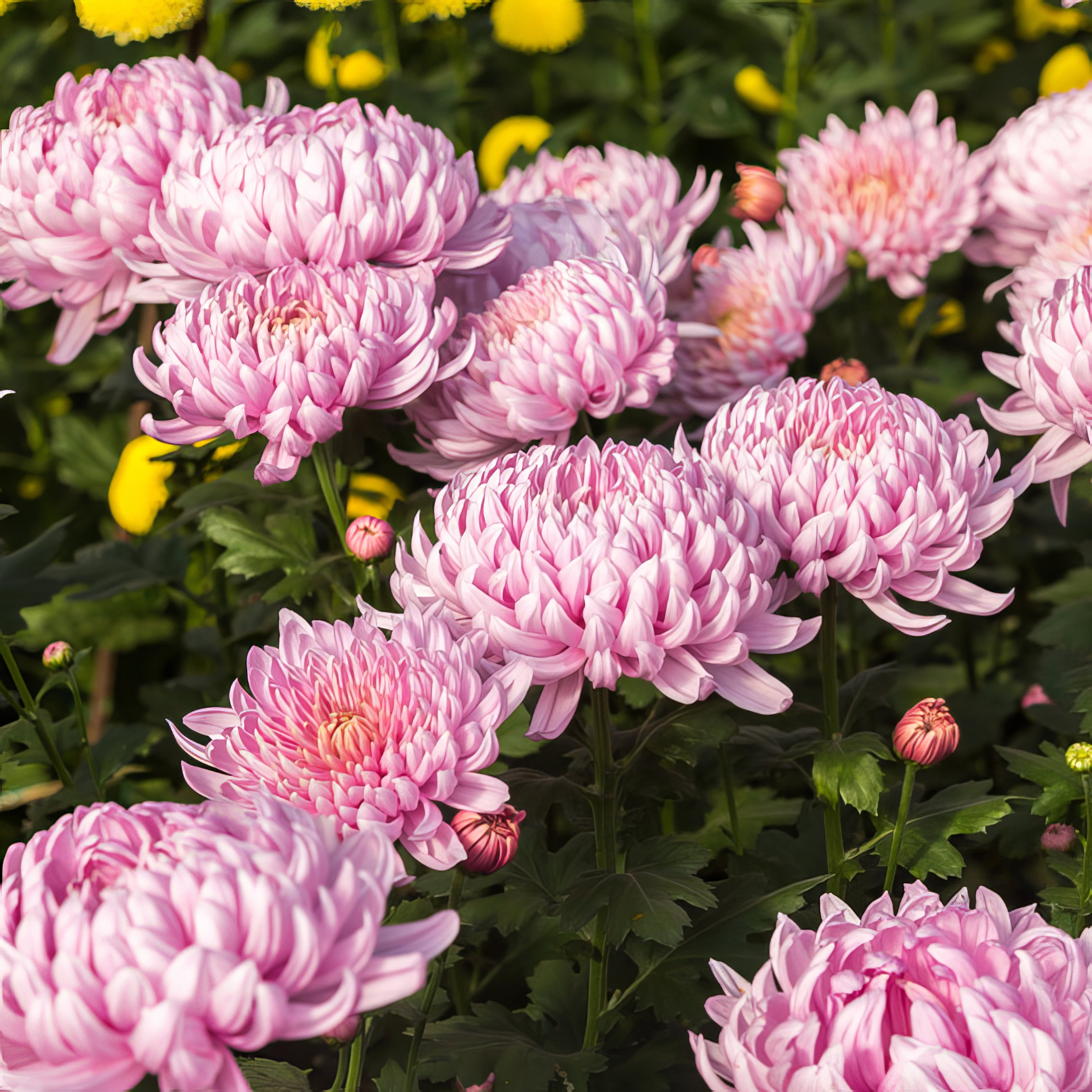 Chrysanthemum - Collection Image - Garden Express