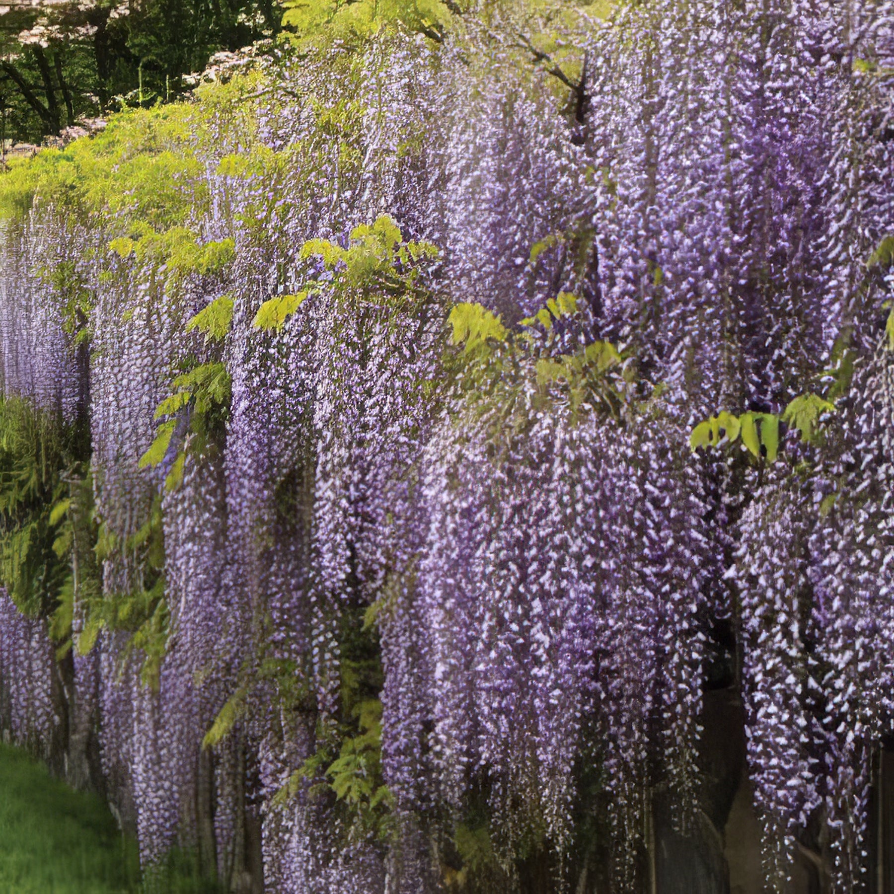 Climbing Plants - Collection Image - Garden Express