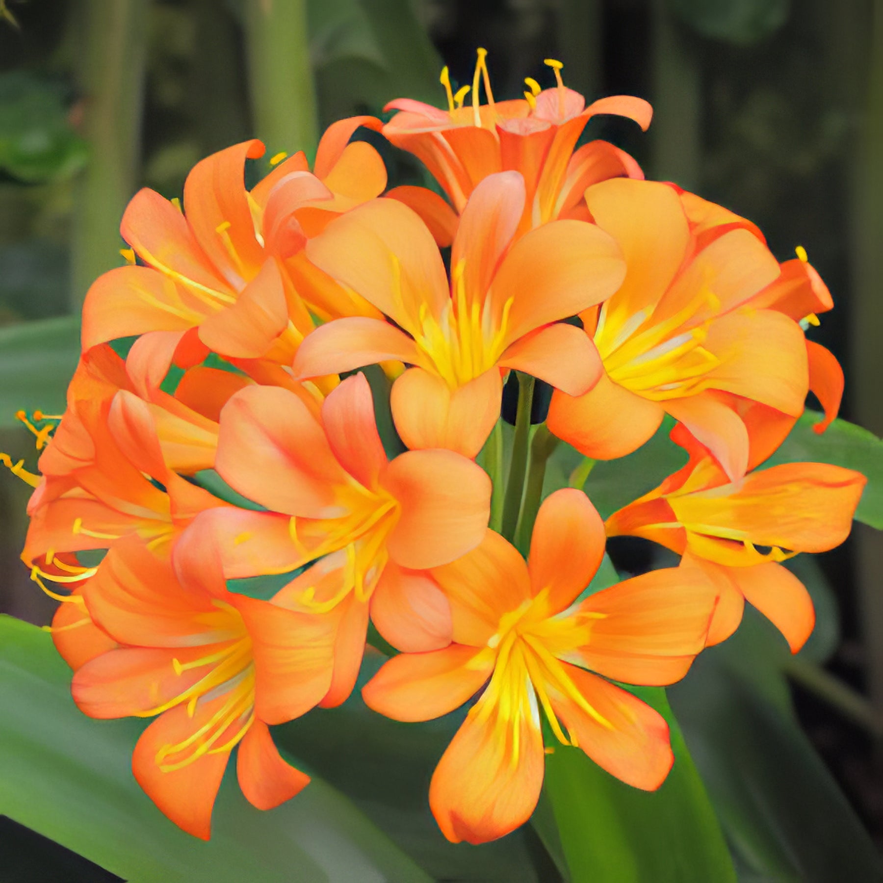 Clivia - Collection Image - Garden Express