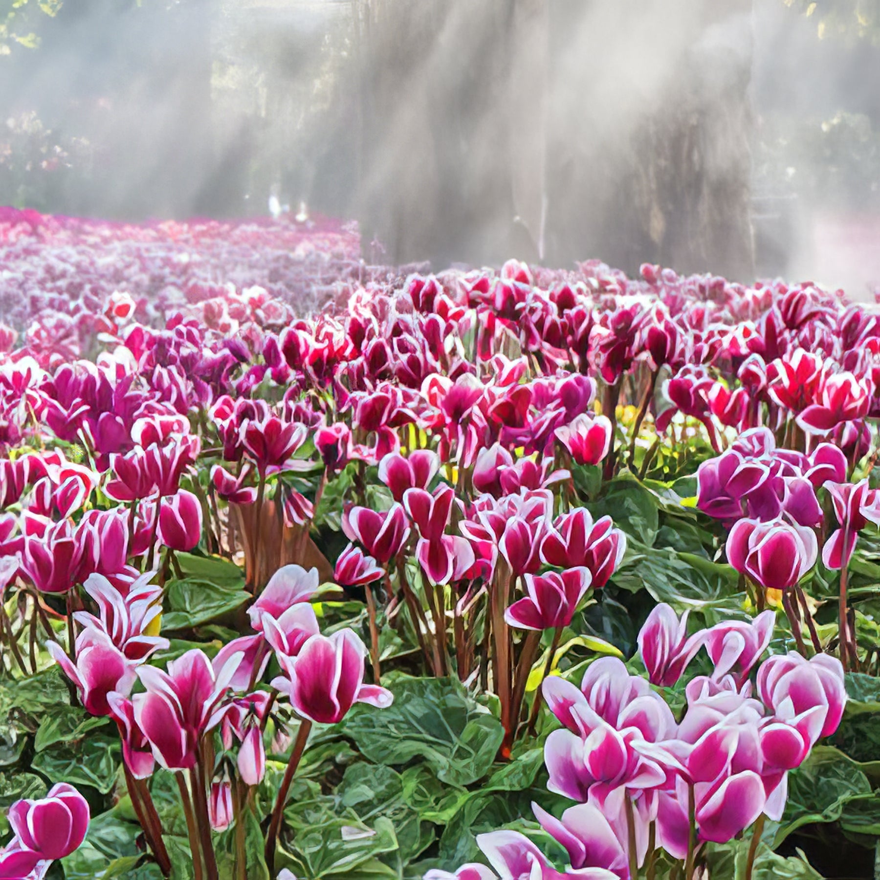Cyclamen - Collection Image - Garden Express