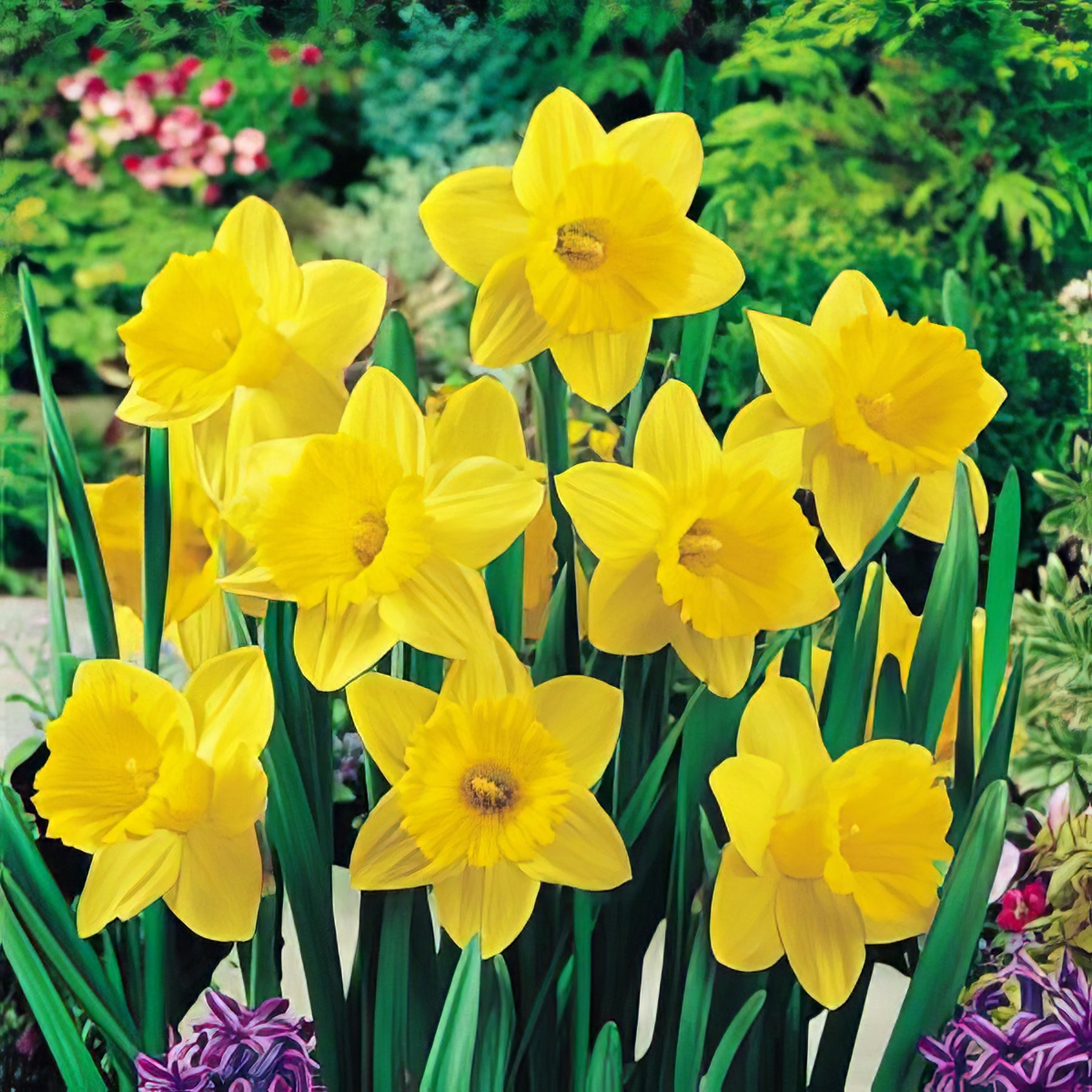 Daffodils - Collection Image - Garden Express