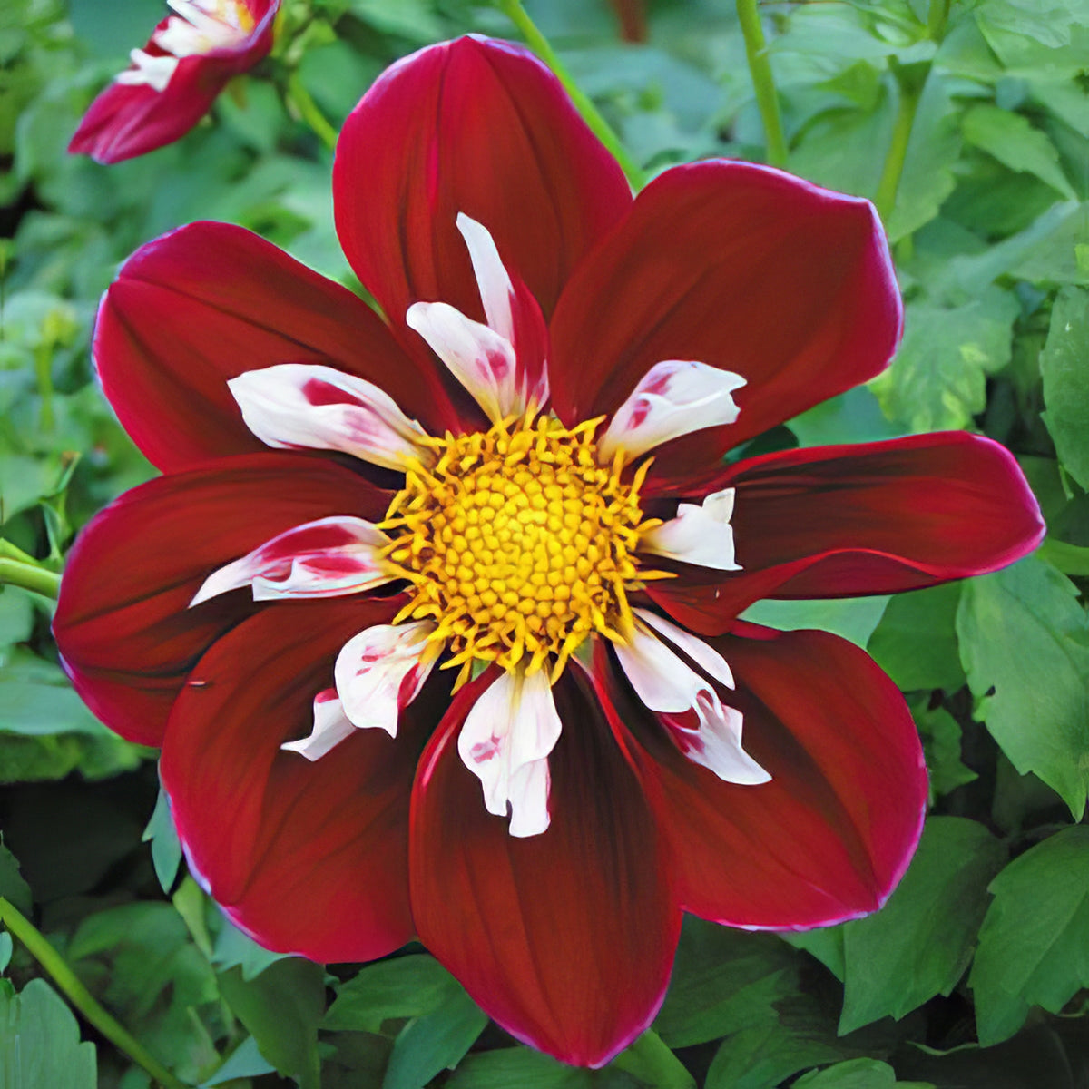 Dahlia Collarette - Collection Image - Garden Express