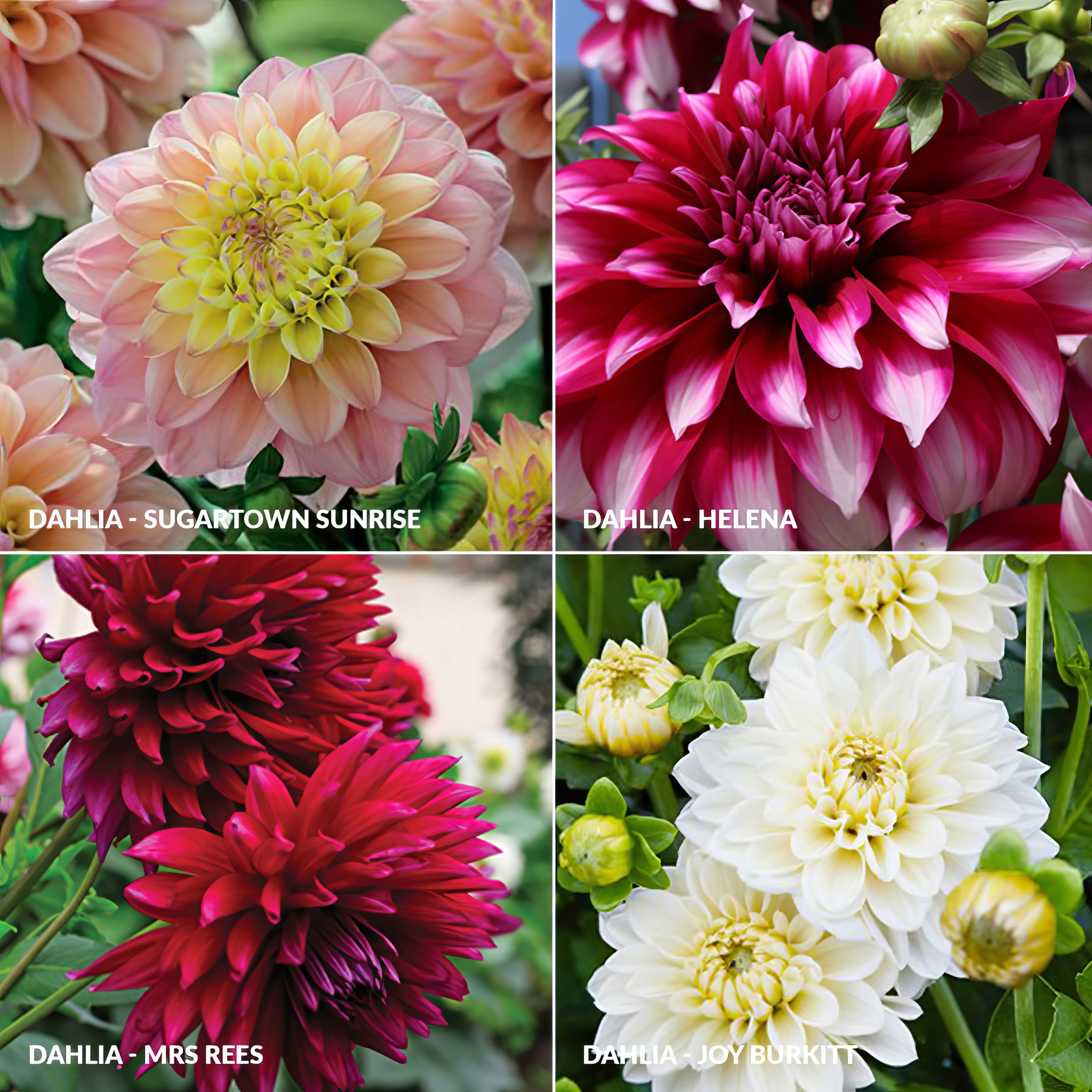 Dahlia Collections