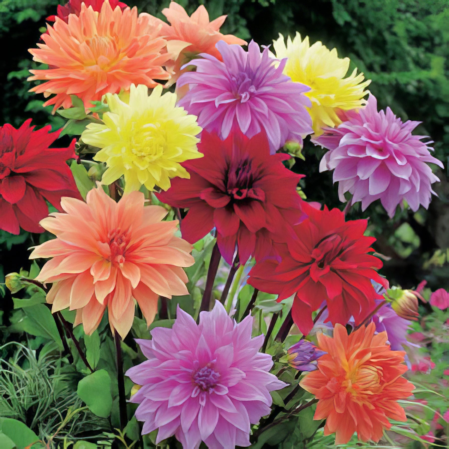 Dahlia Giant Dinner Plate - Collection Image - Garden Express