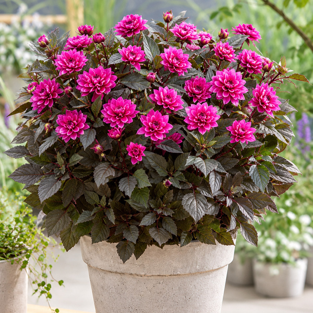 Dahlia Potted