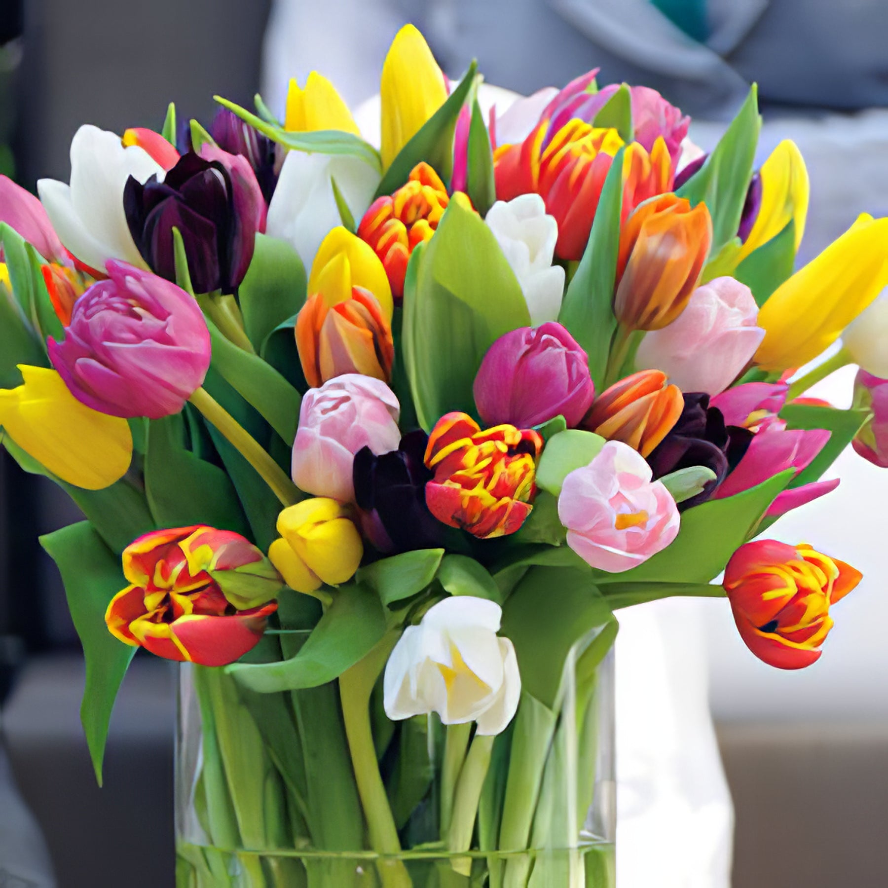 Darwin Hybrid Tulips - Collection Image - Garden Express