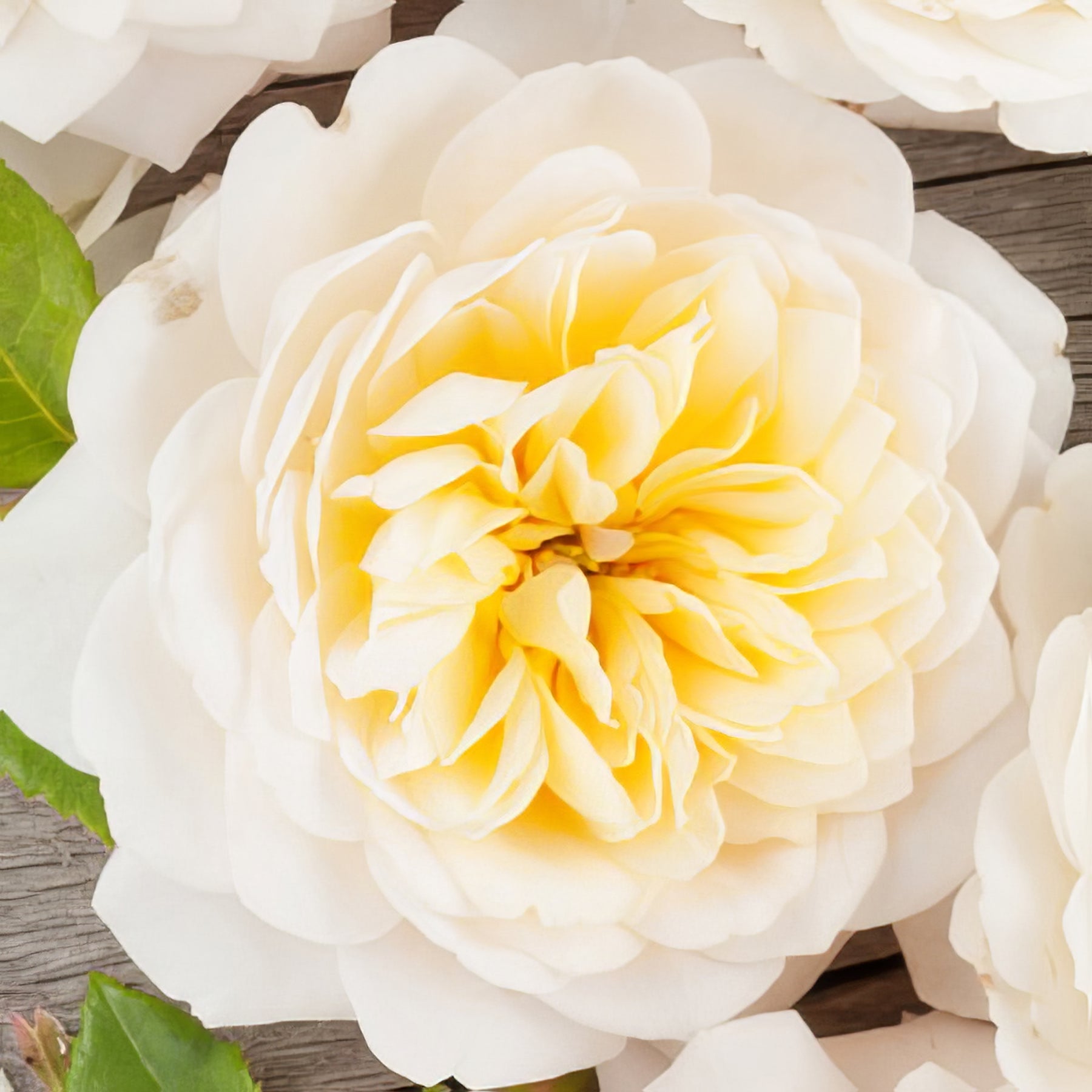 David Austin Roses - Collection Image - Garden Express