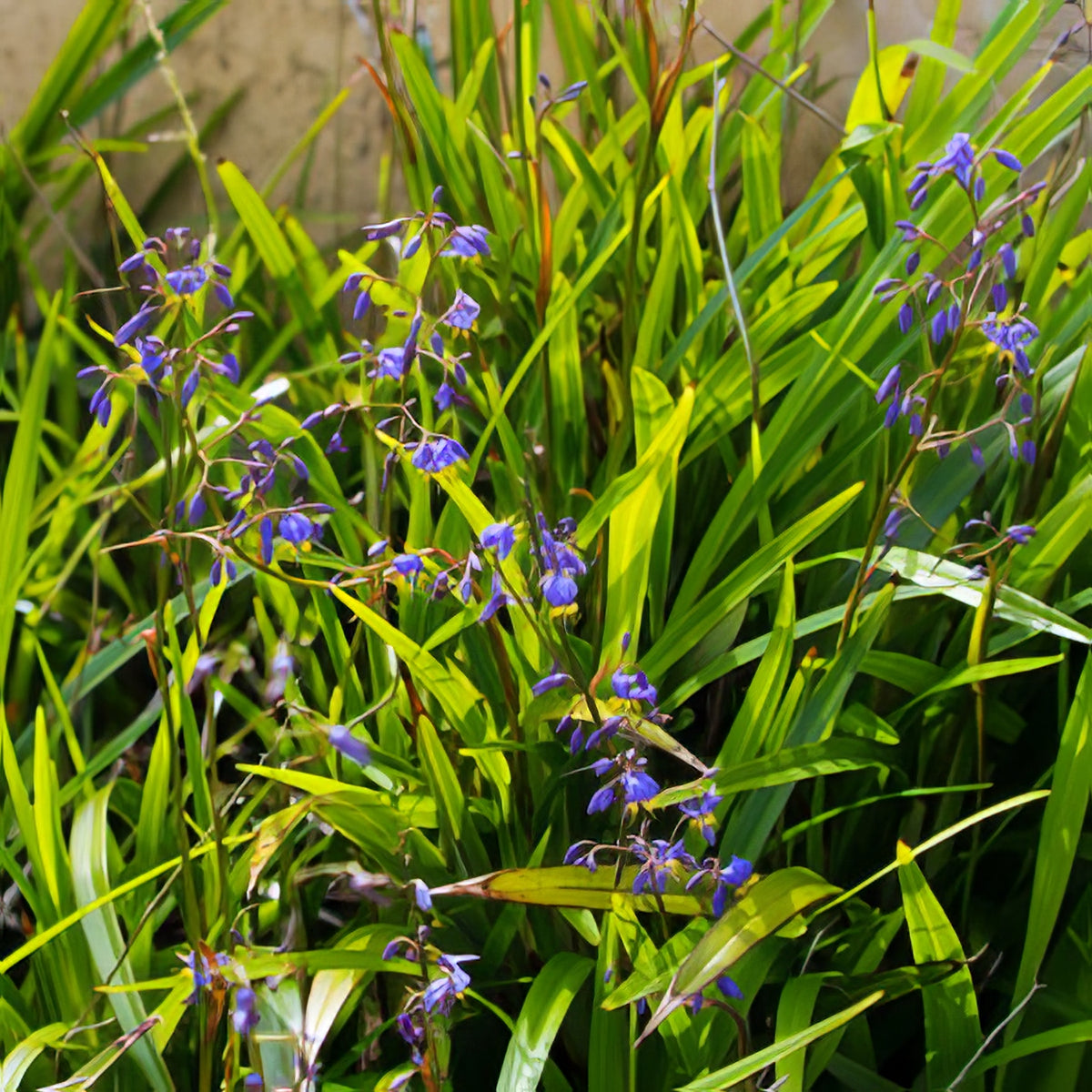 Dianellas - Collection Image - Garden Express