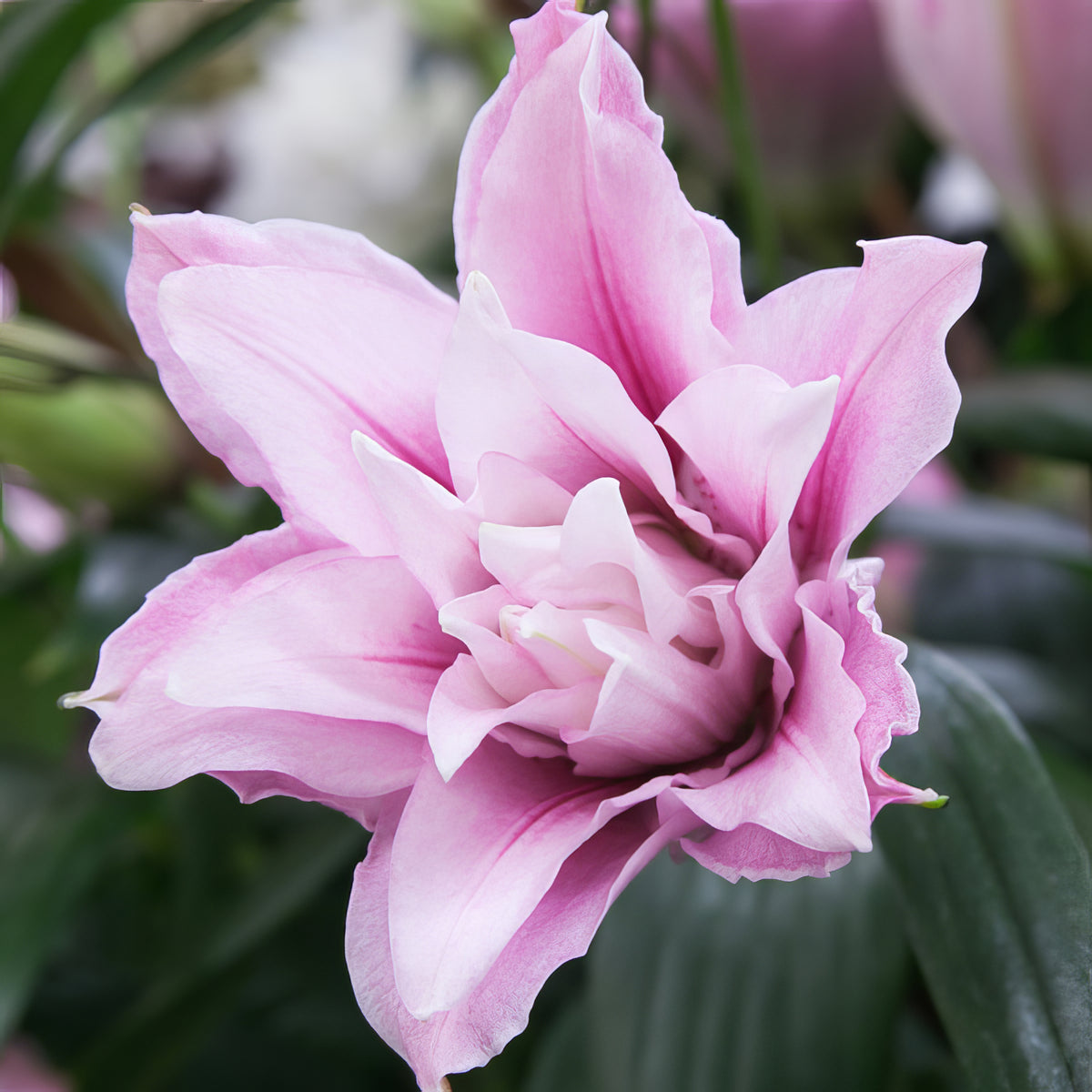 Double Liliums - Collection Image - Garden Express