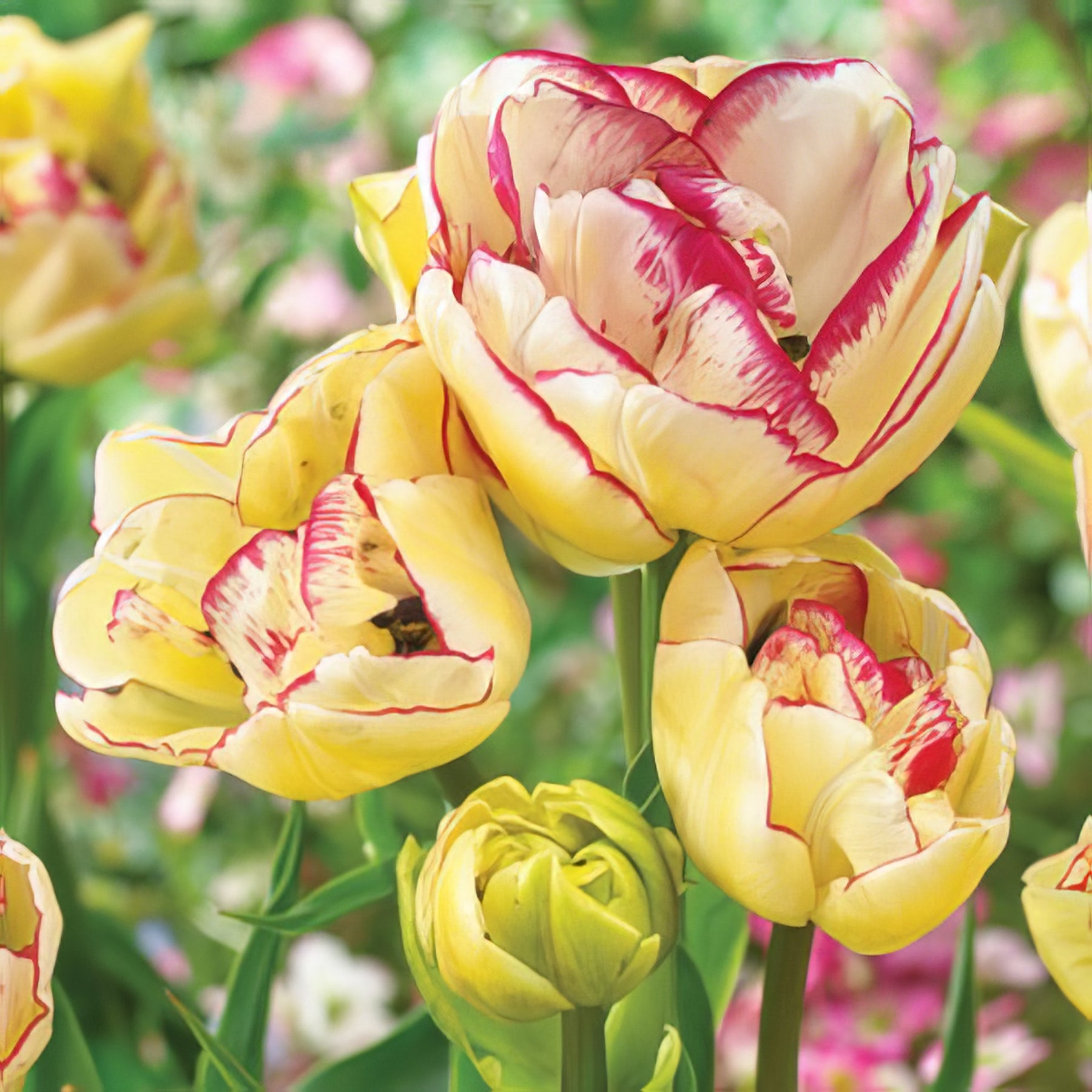 Double Tulips - Collection Image - Garden Express