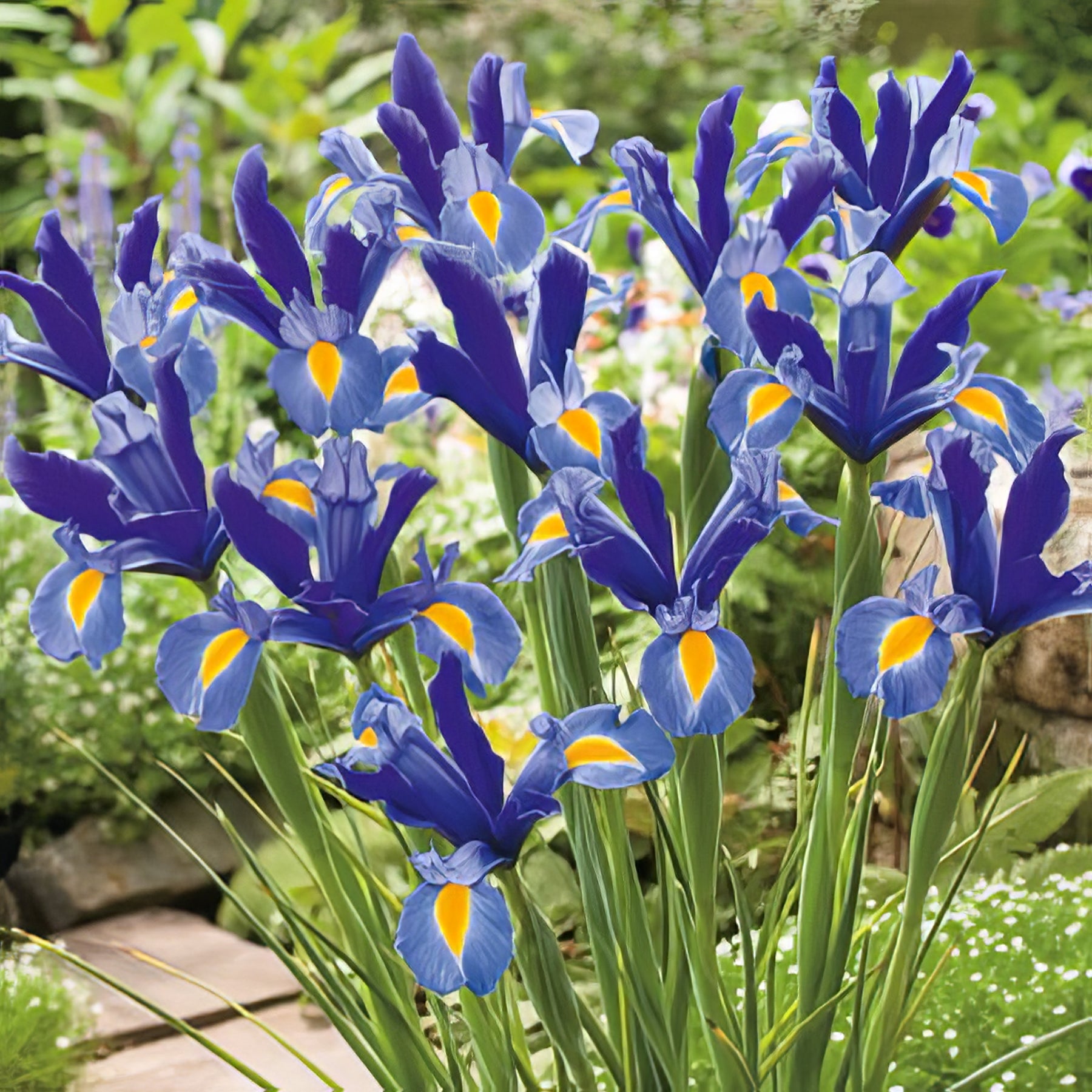 Dutch Iris - Collection Image - Garden Express