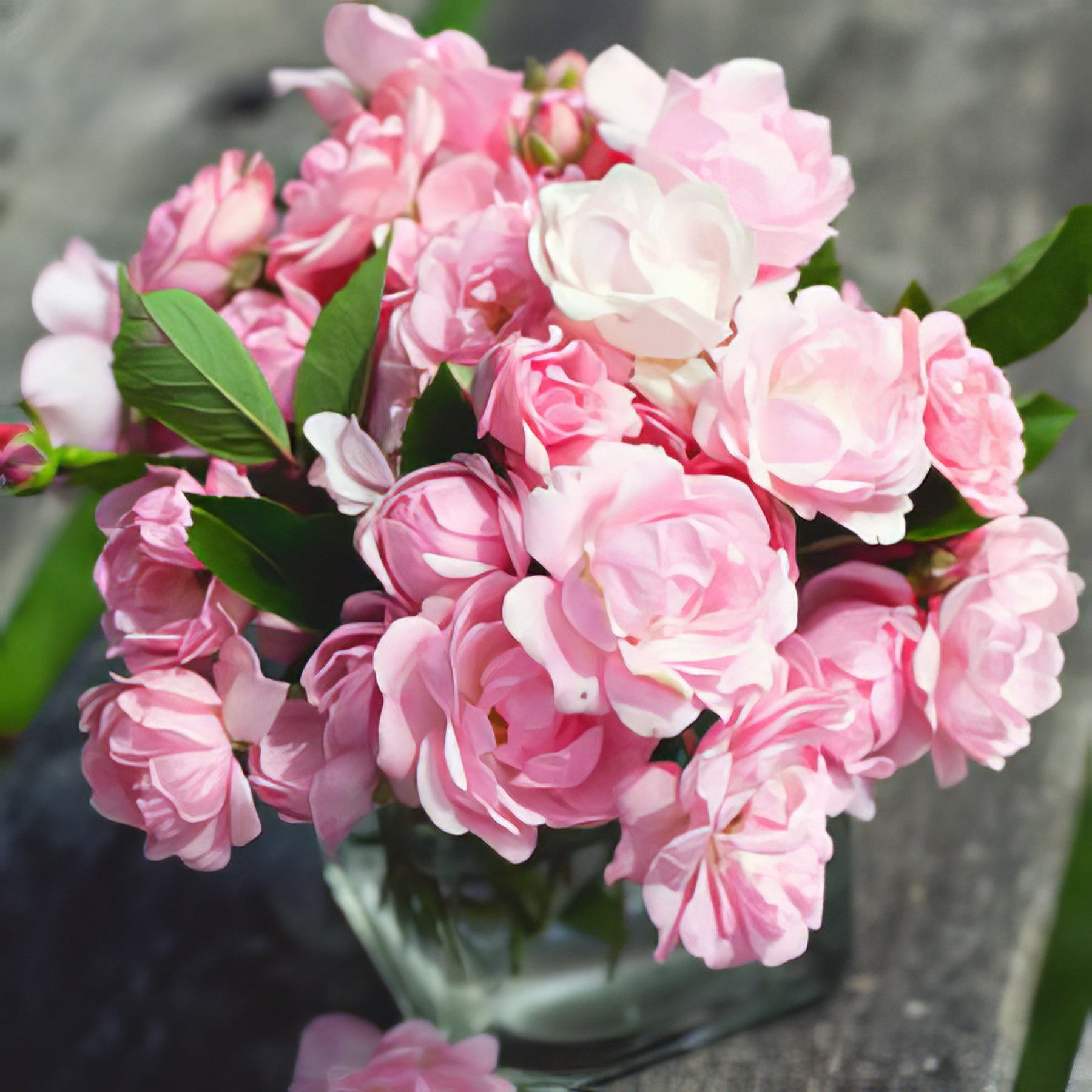 Floribunda Roses - Collection Image - Garden Express