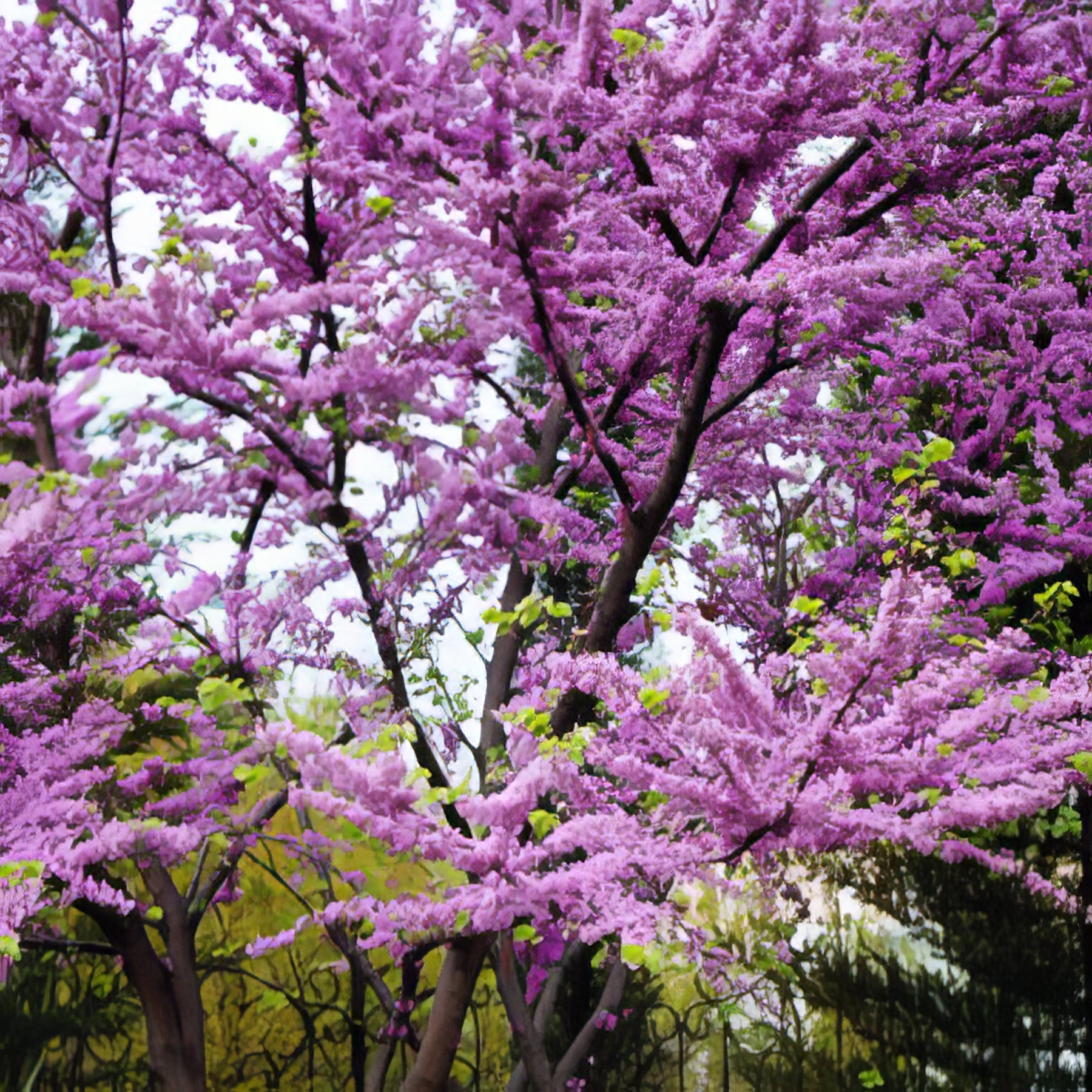 Flowering Trees - Collection Image - Garden Express
