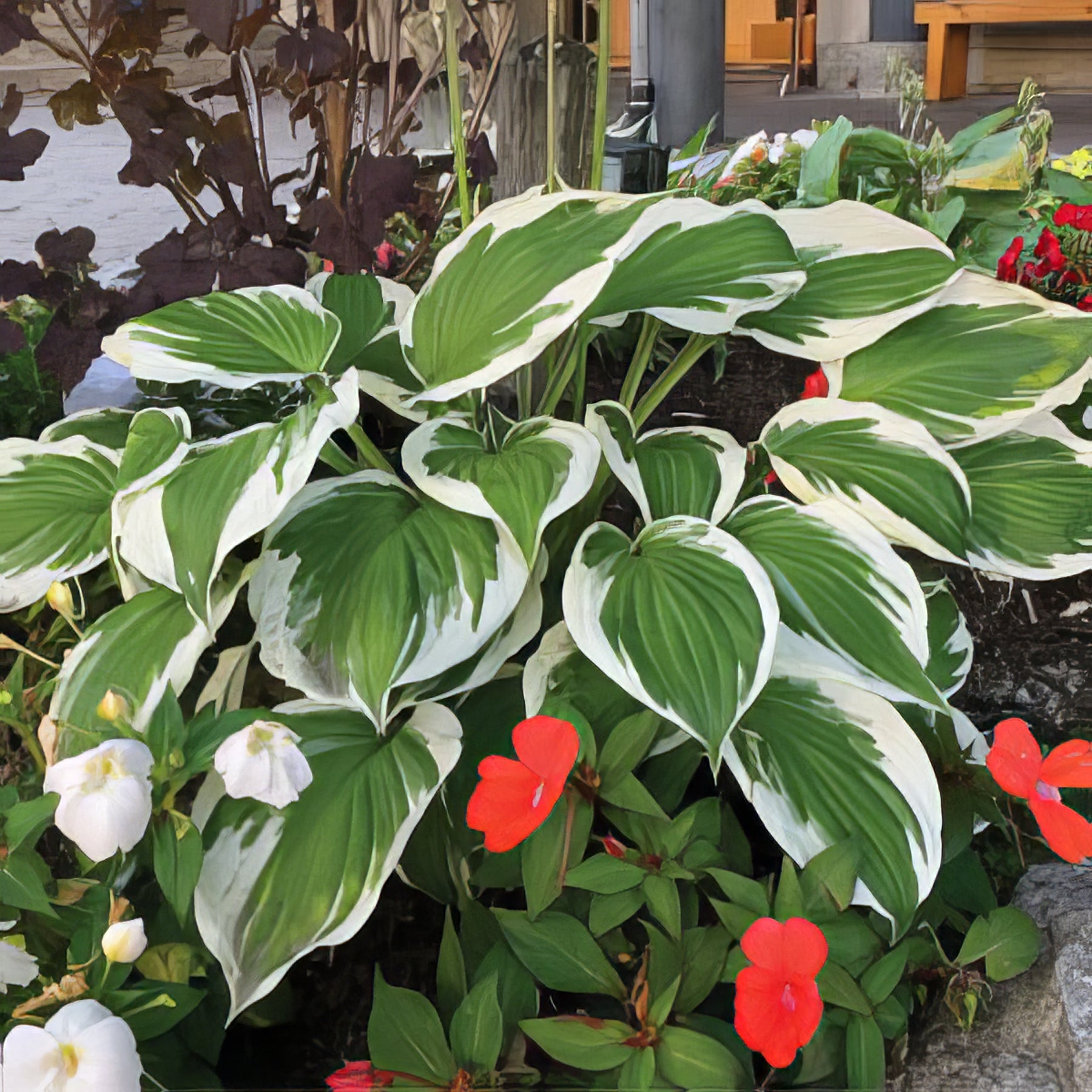 Foliage Plants - Collection Image - Garden Express