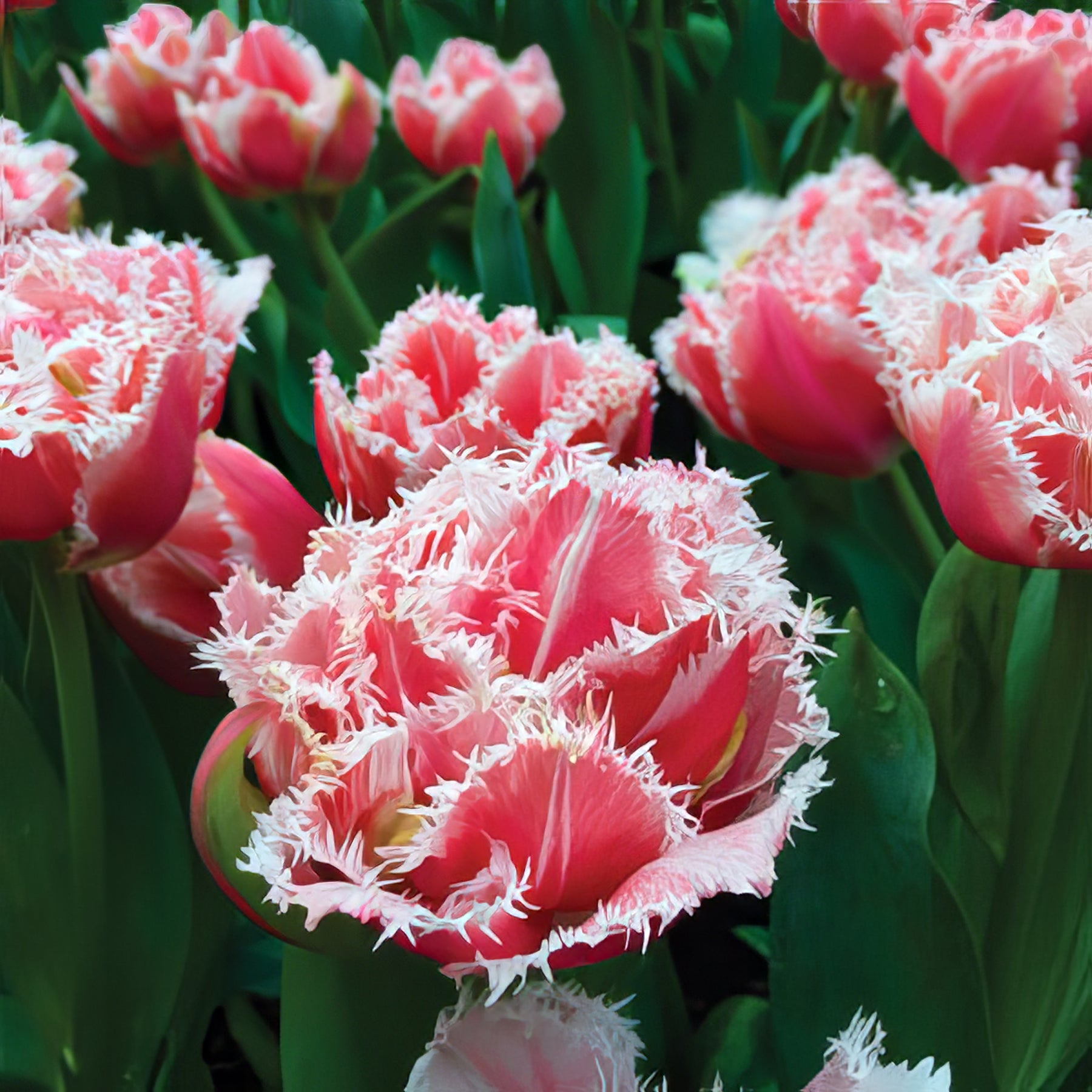 Fringed Tulips - Collection Image - Garden Express