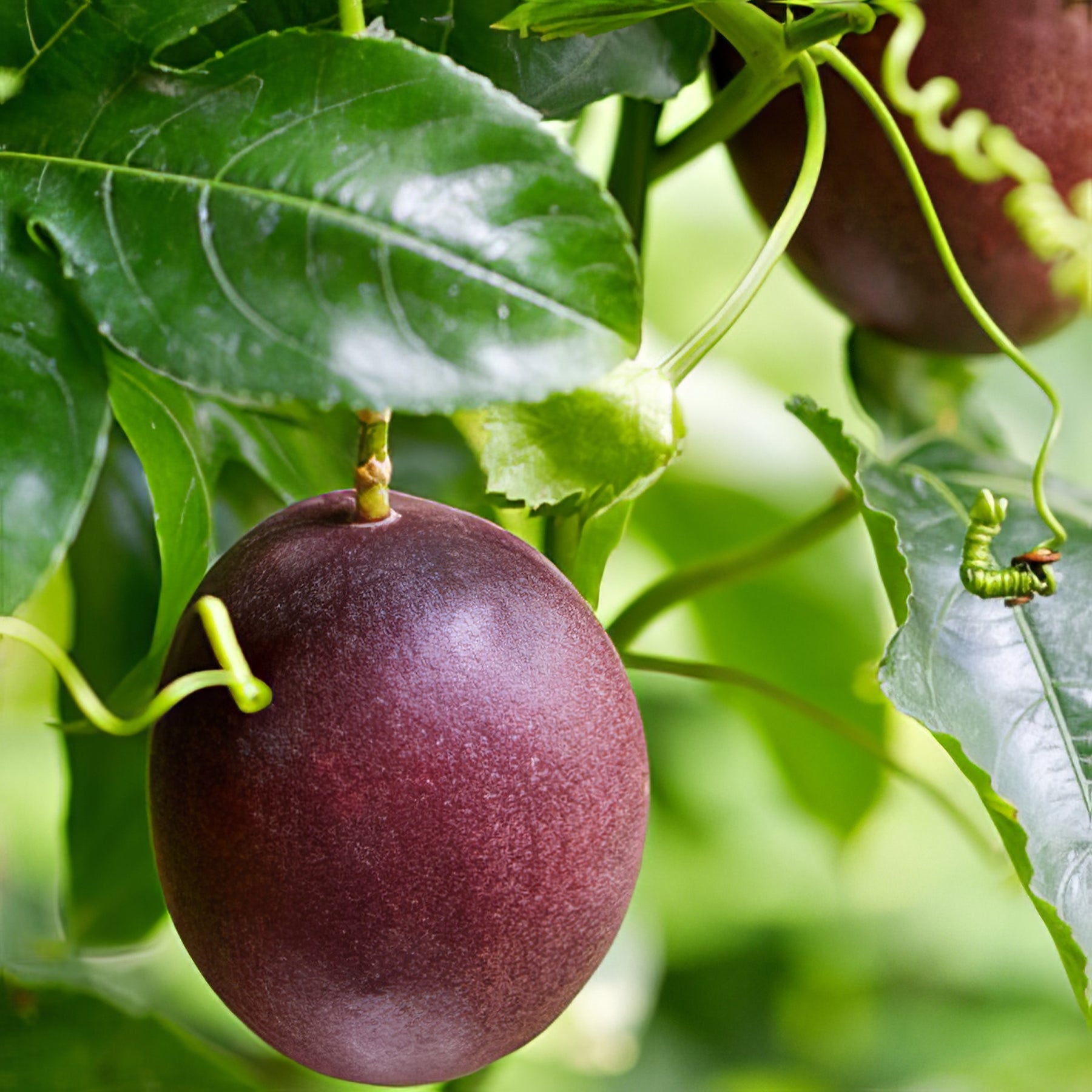 Fruiting Vines - Collection Image - Garden Express