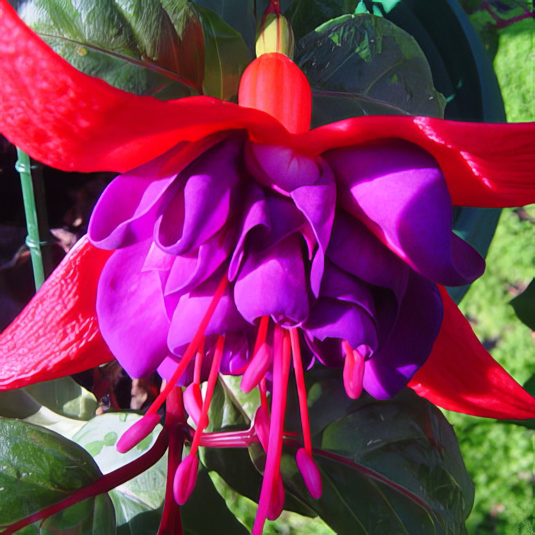 Fuchsia - Collection Image - Garden Express