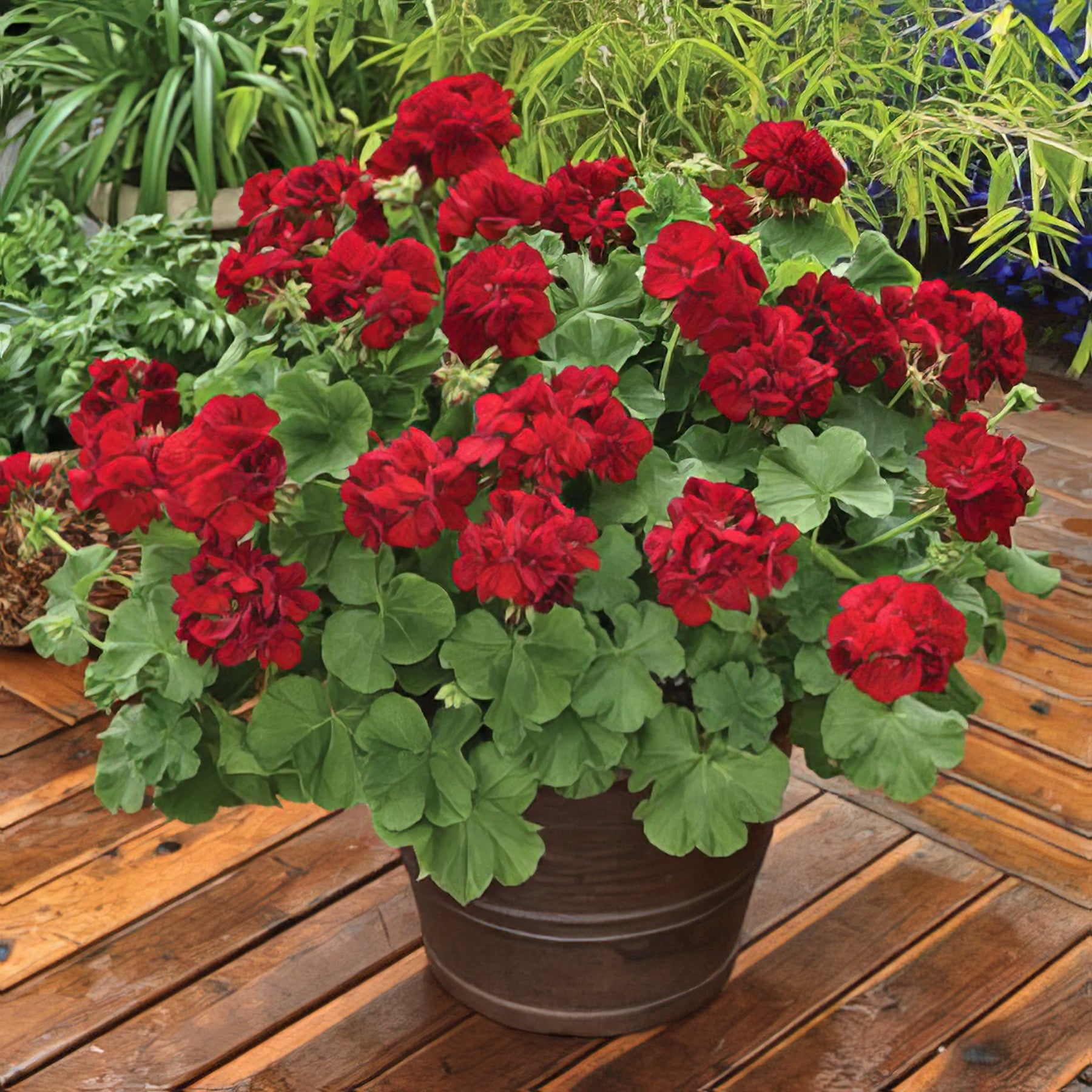 Geraniums (Pelargoniums) - Collection Image - Garden Express