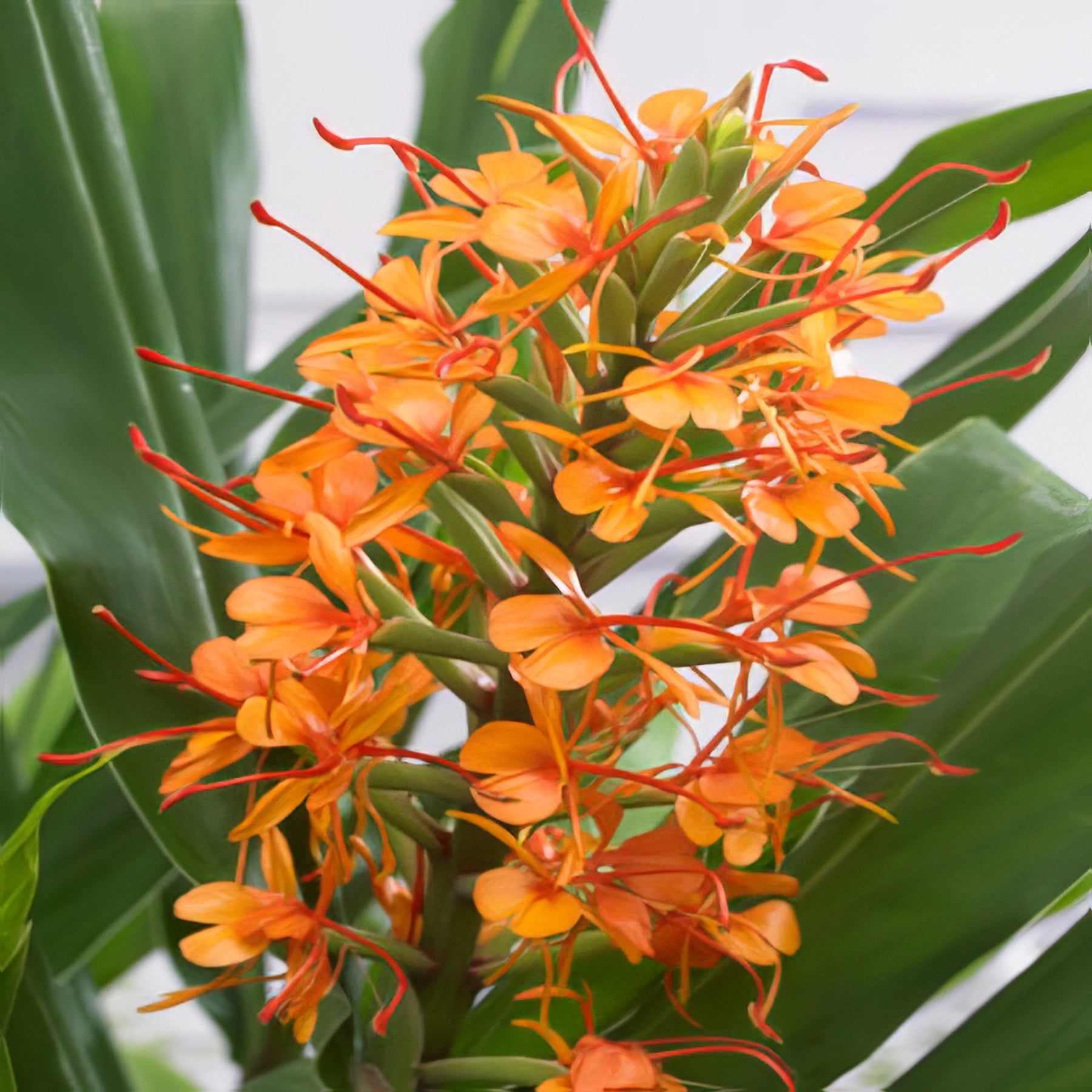 Gingers - Collection Image - Garden Express
