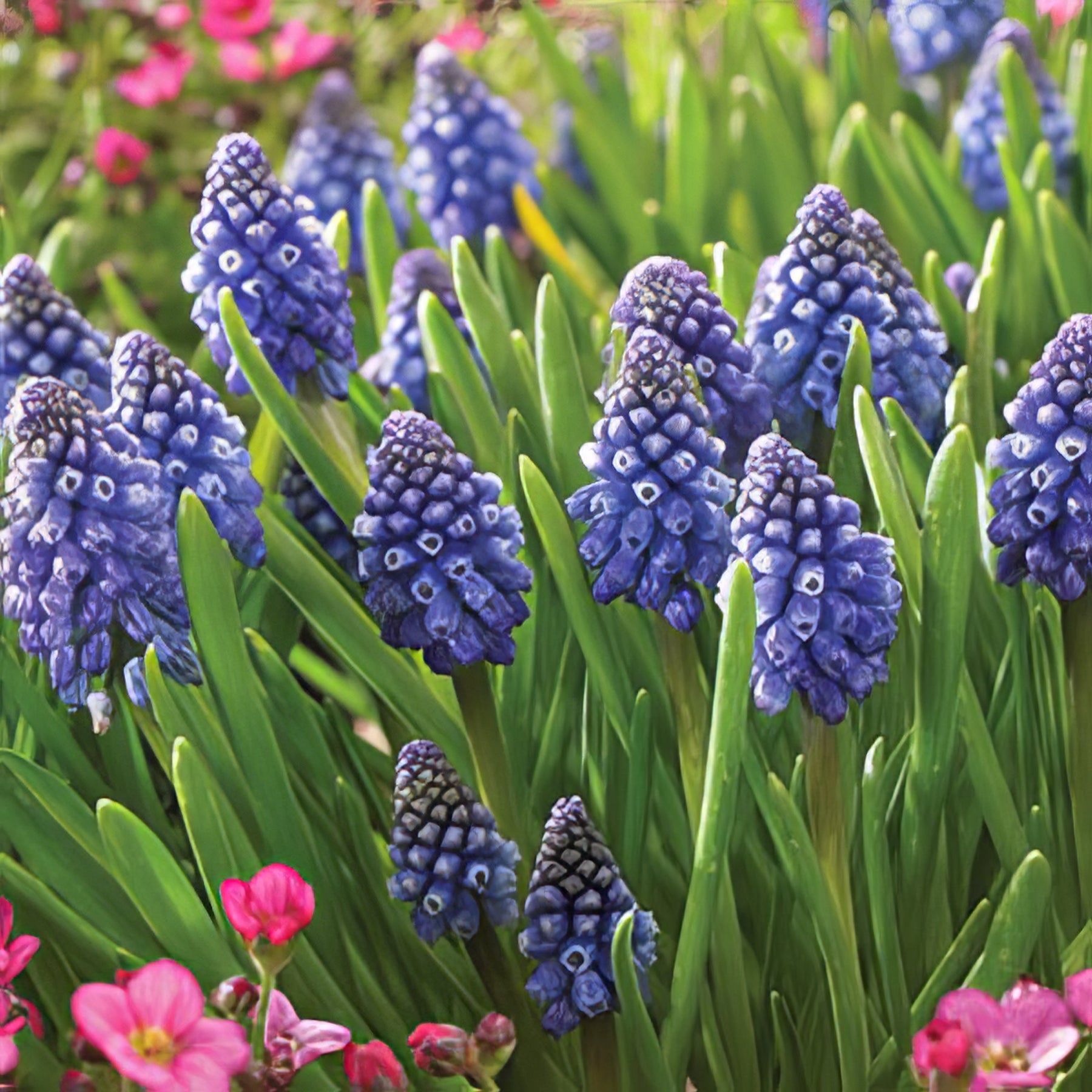 Grape Hyacinth - Collection Image - Garden Express