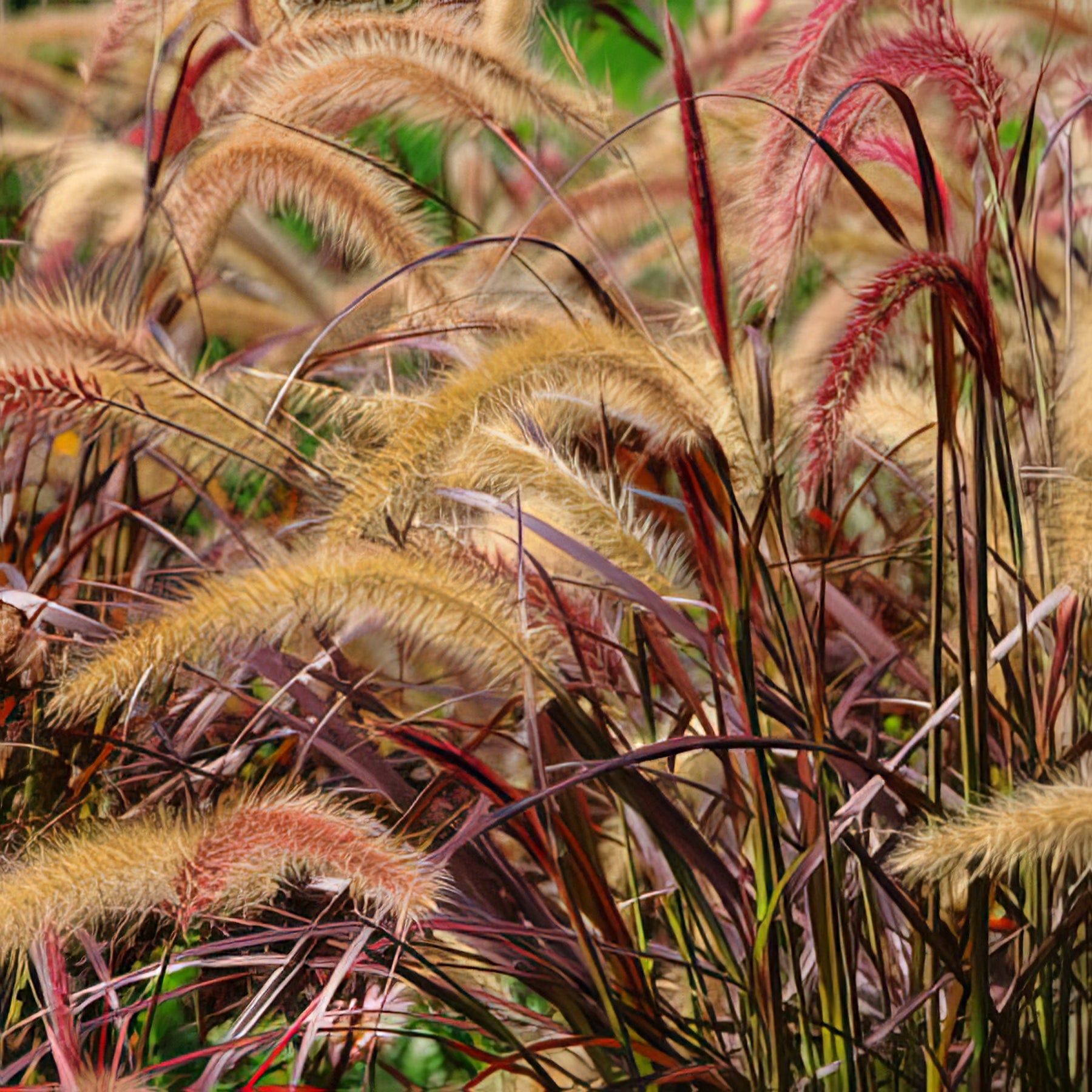 Grass & Strap Leaf Plants - Collection Image - Garden Express