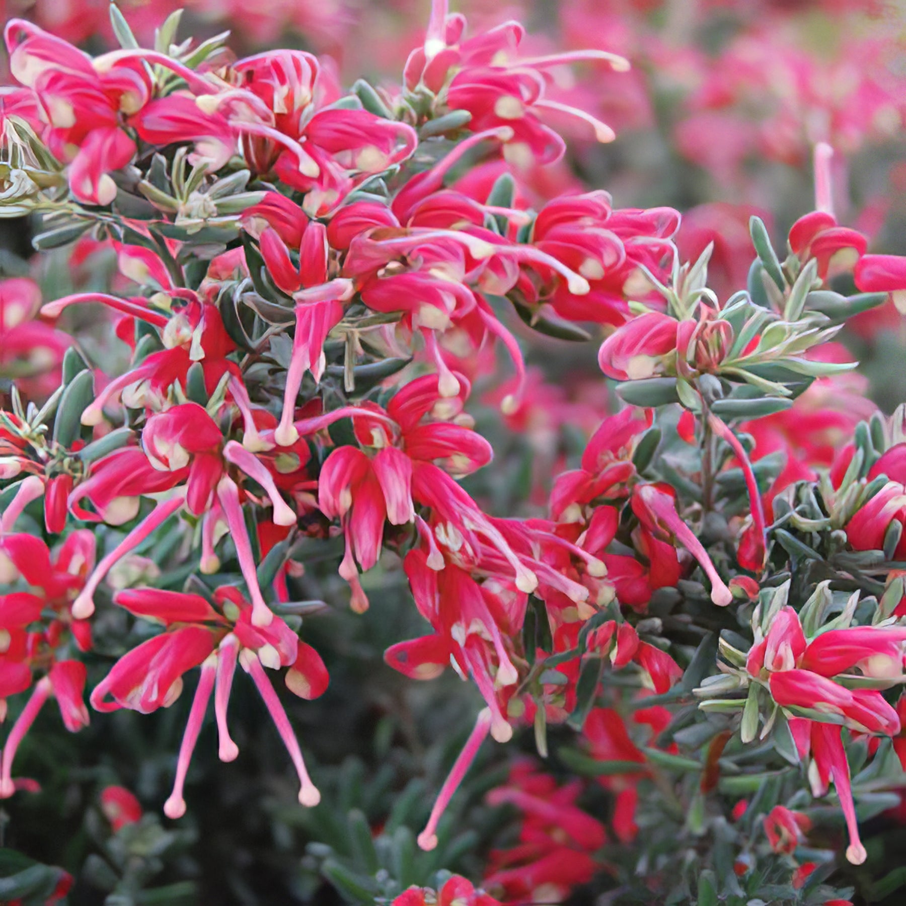 Grevillea & Callistemon - Collection Image - Garden Express