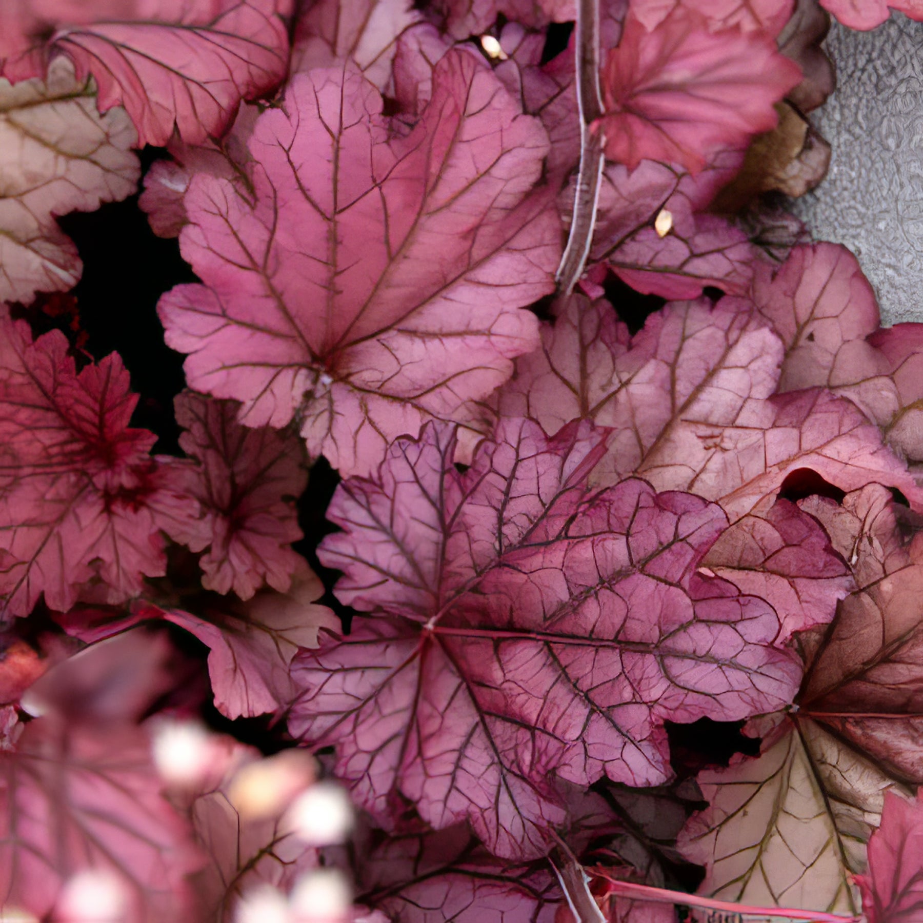 Heucheras and Tiarellas - Collection Image - Garden Express