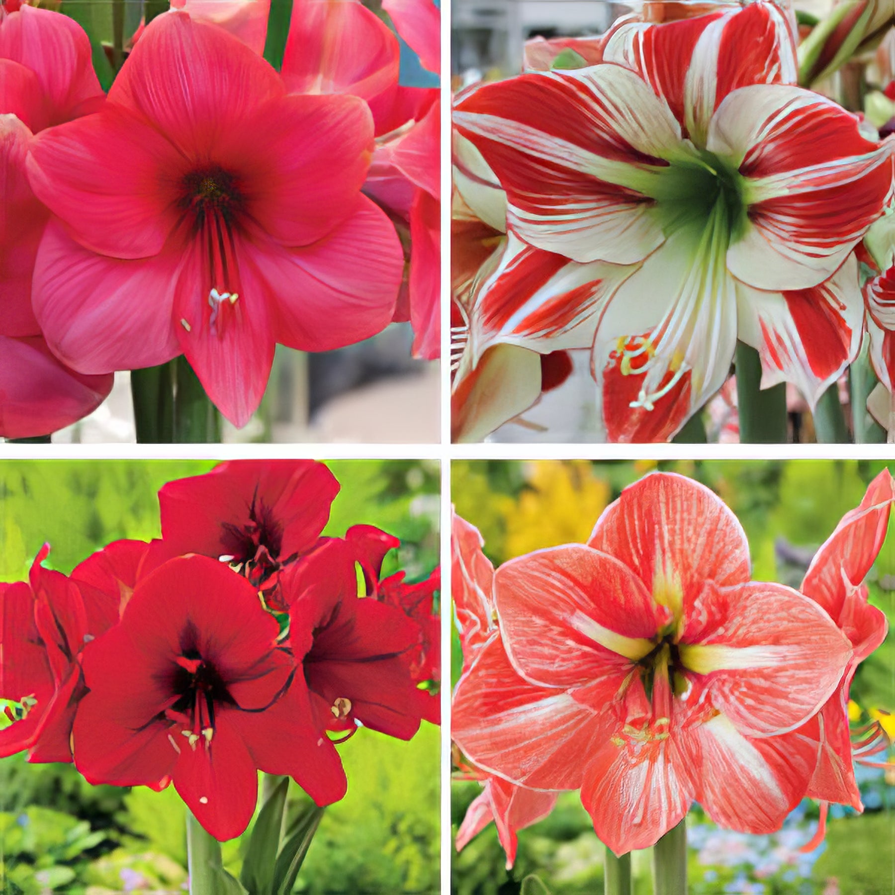 Hippeastrum Collections - Collection Image - Garden Express