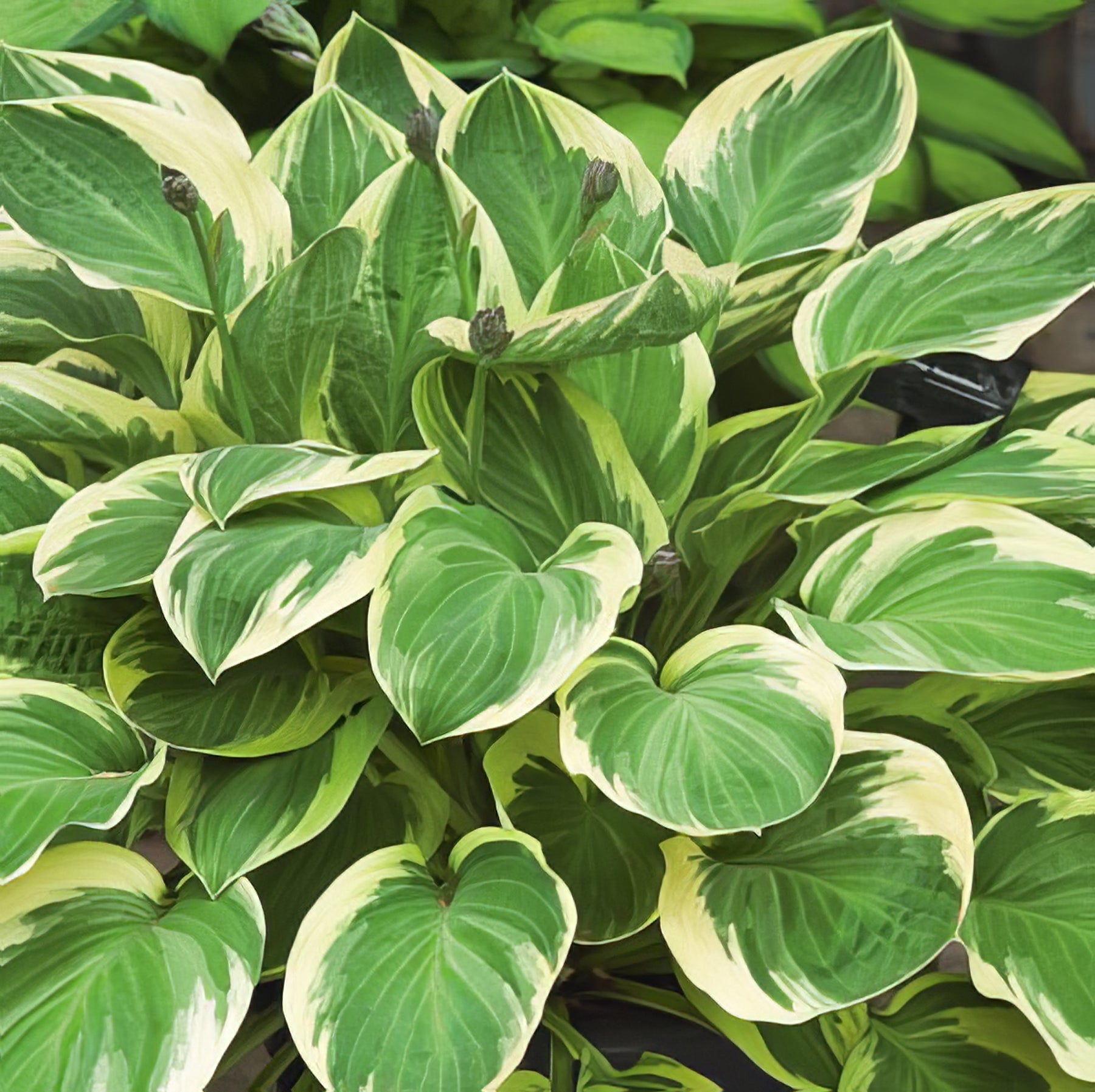 Hostas - Collection Image - Garden Express