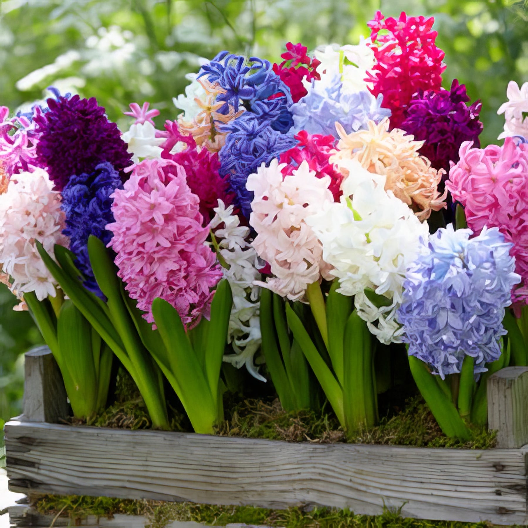 Hyacinths - Collection Image - Garden Express