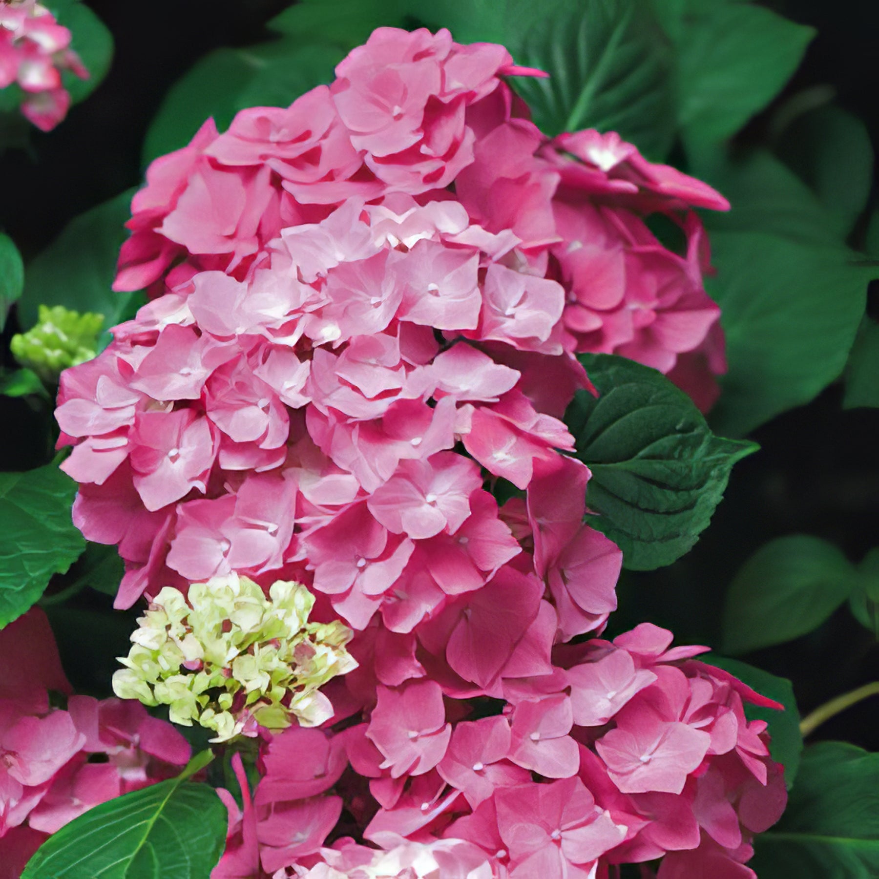 Hydrangea - Collection Image - Garden Express