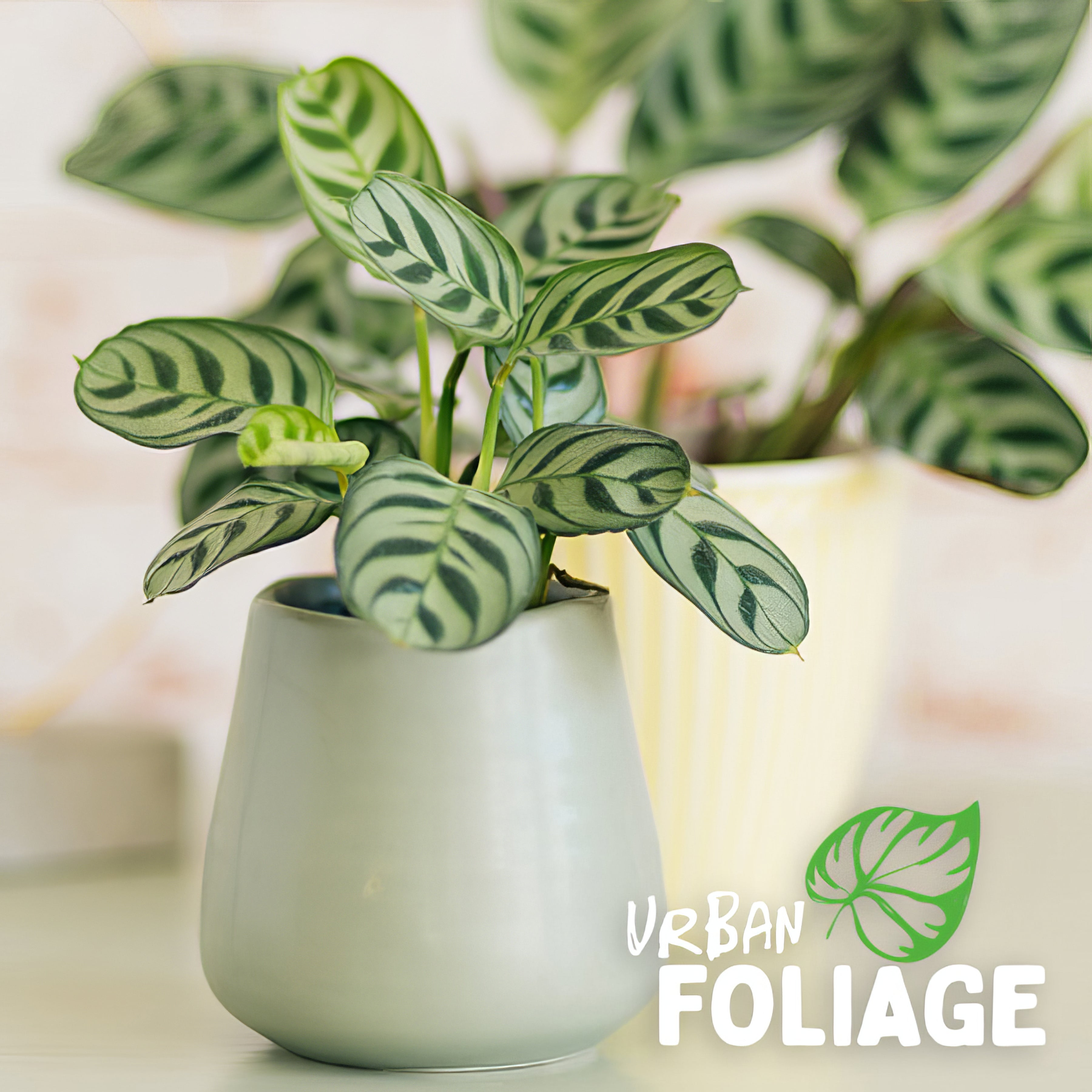 Indoor Plants - Collection Image - Garden Express