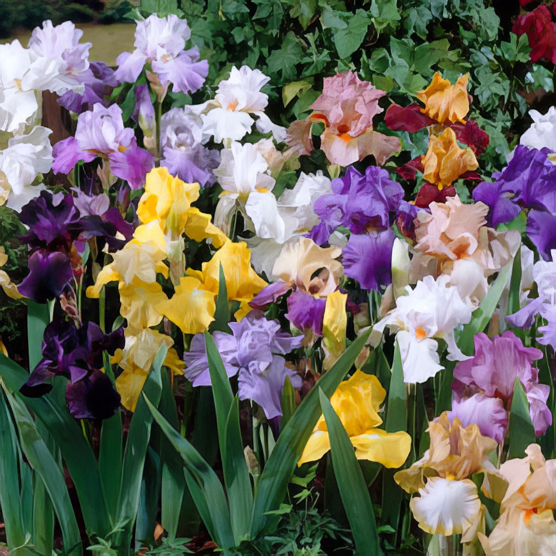 Iris - Collection Image - Garden Express