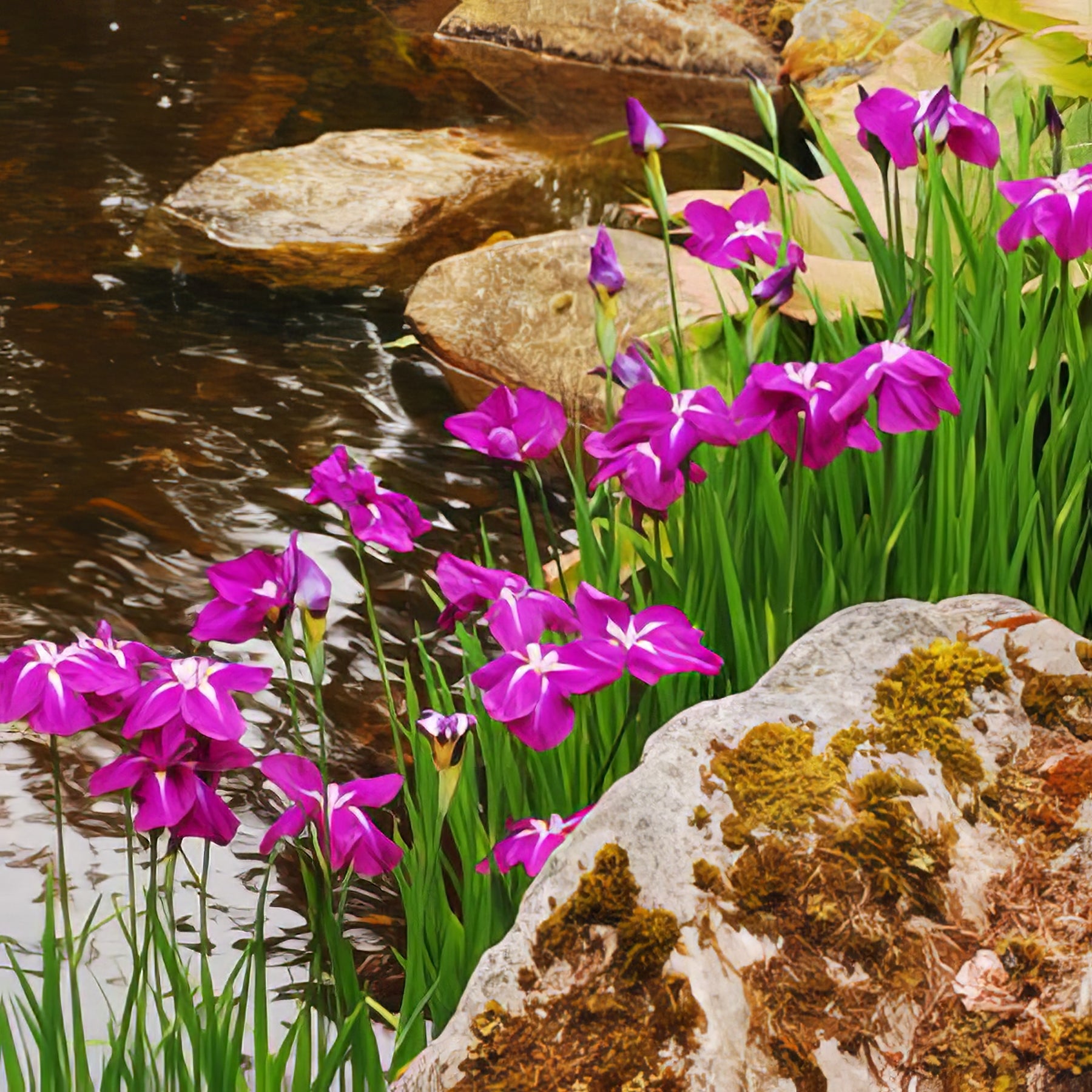 Japanese Iris - Collection Image - Garden Express