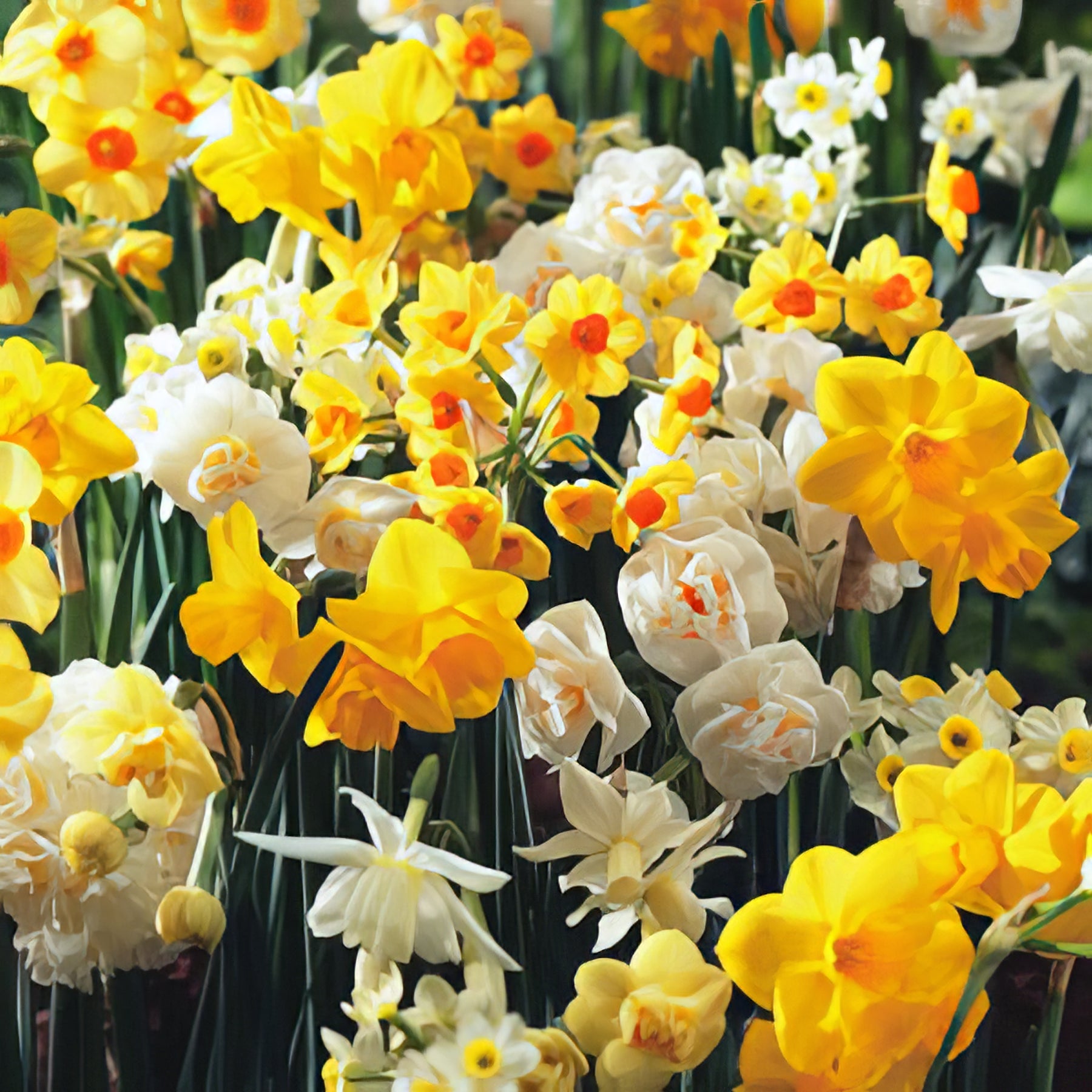 Jonquils - Collection Image - Garden Express