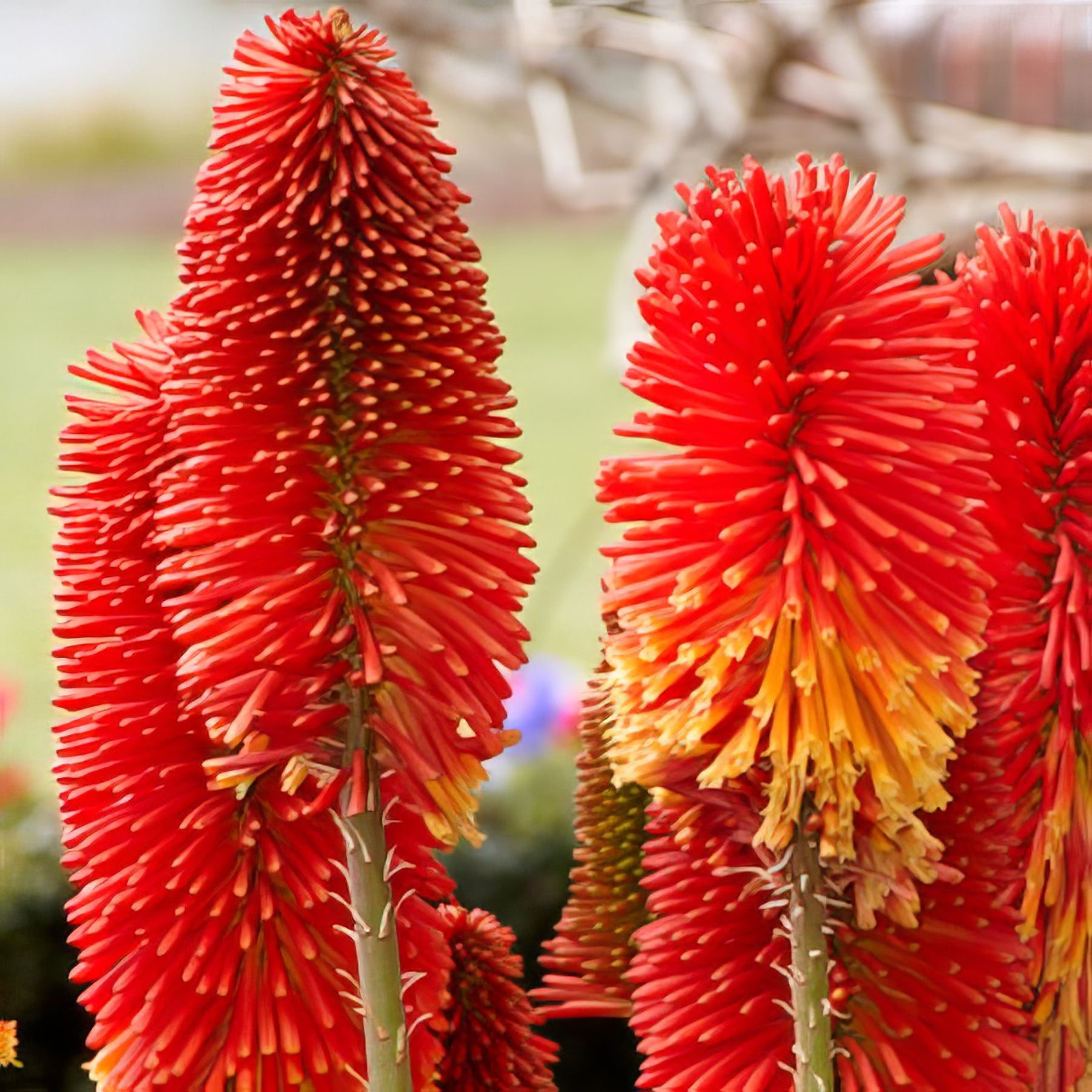 Kniphofia - Collection Image - Garden Express