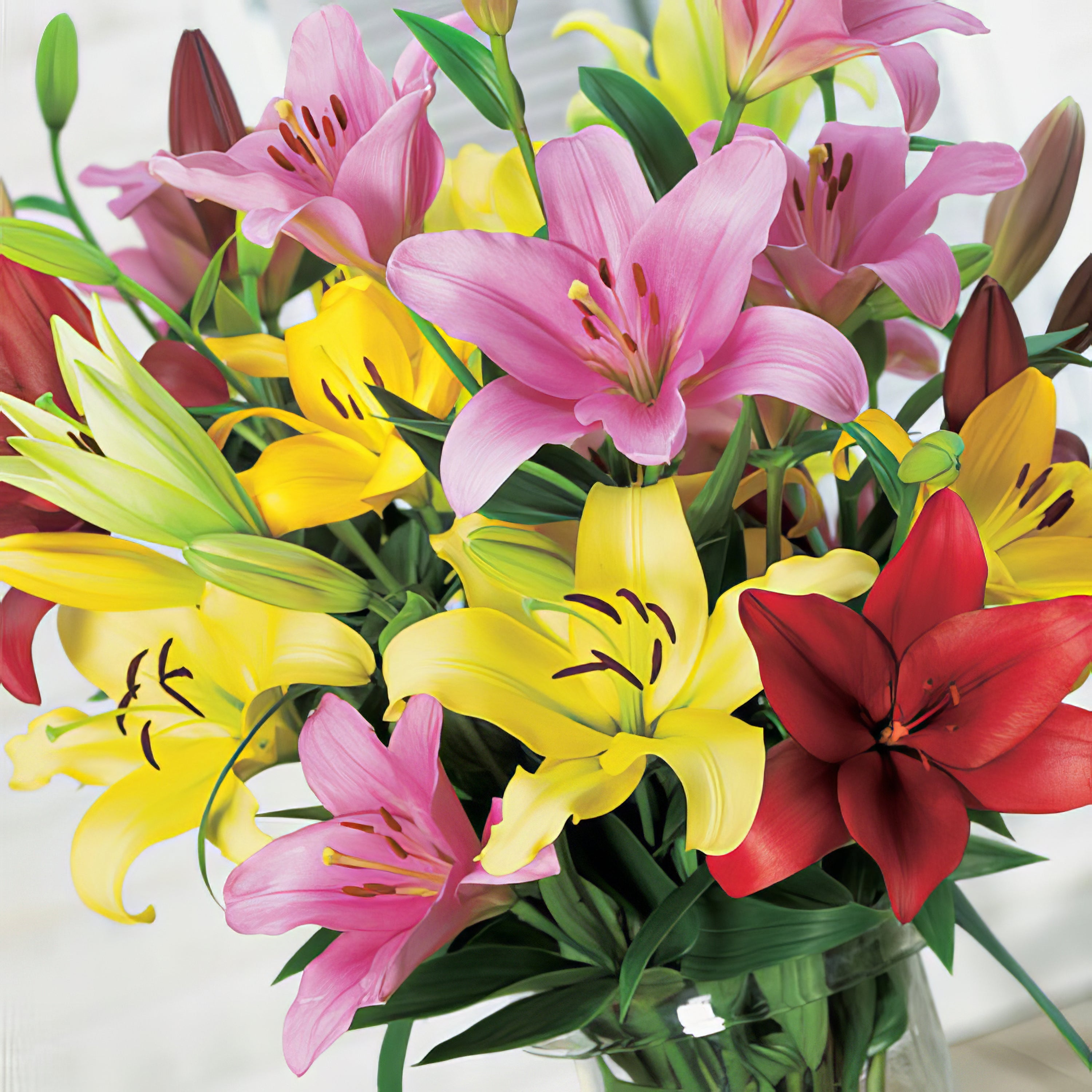 LA Hybrid Liliums - Collection Image - Garden Express