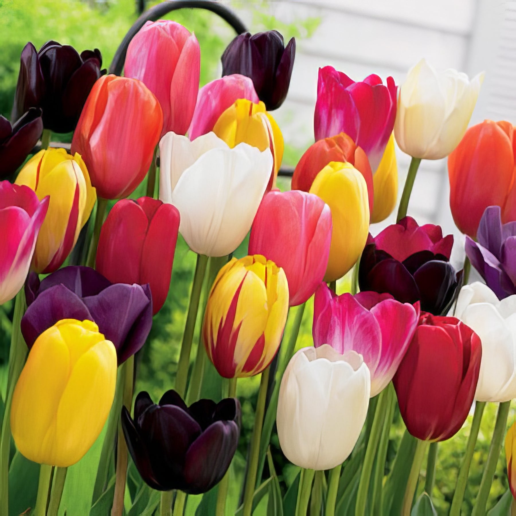 Landscaping Bulk Buys - Collection Image - Garden Express